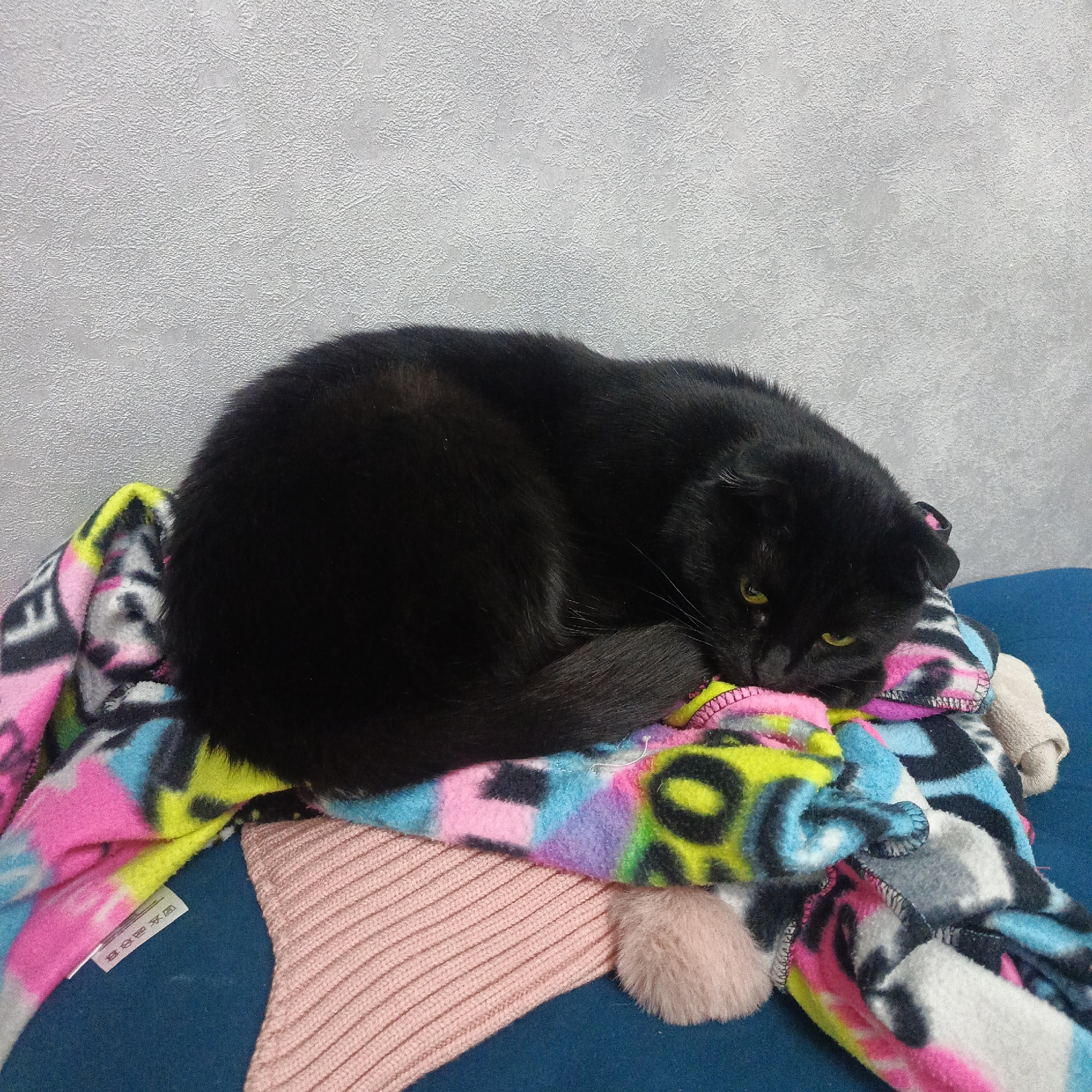 A black cat with yellow eyes is curled up and resting on a pile of colorful blankets. The cat is positioned on top of a fleece blanket with a pink, blue, and yellow pattern. A light pink knitted garment is also visible. The surface underneath appears to be blue. The background features a light-colored wall with a textured finish. There is no evidence of the image being in Марковский, Russia.
