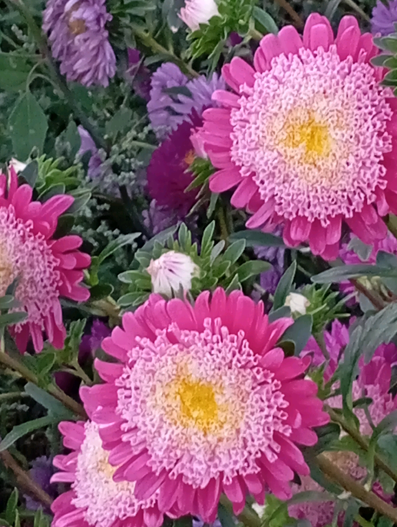 A close-up, overhead shot captures a cluster of vibrant pink and purple asters, their delicate petals unfurling against a backdrop of lush green foliage. The asters are densely packed, with some in full bloom and others still in bud. The flowers exhibit a range of pink hues, from deep magenta to soft rose, and some display striking purple tones. The center of each aster is a sunny yellow, surrounded by a fluffy halo of lighter pink petals. The surrounding leaves are a deep green, providing a stark contrast to the bright blooms. The image appears to be taken outdoors, likely in a garden or park, given the natural setting. Without additional information or context, it is impossible to determine the specific location in Horishni Plavni, Ukraine.