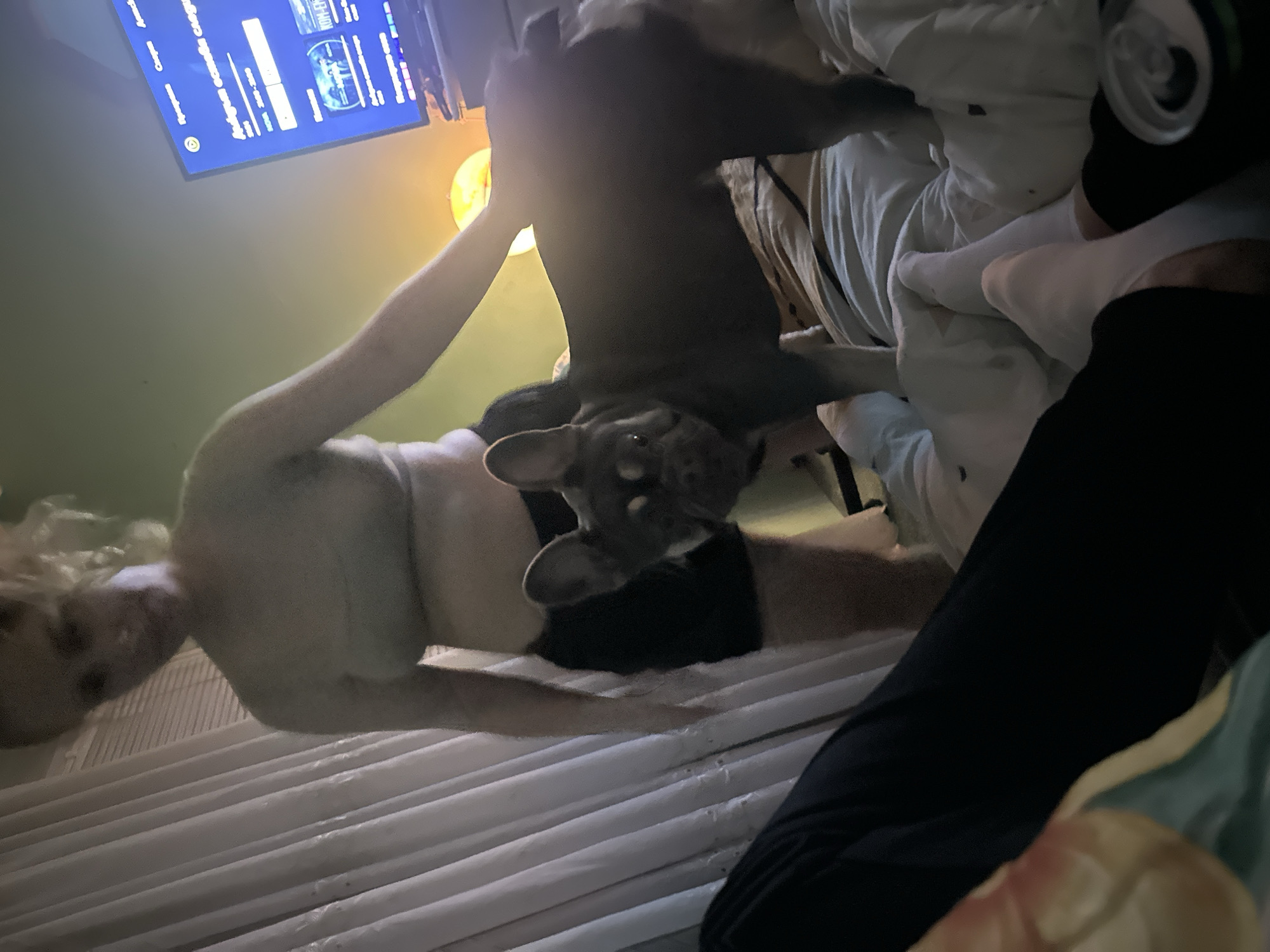The image depicts a nighttime scene in what appears to be a bedroom, captured from a low, upward-looking perspective. The primary subjects are a person and a French Bulldog.
A person with blonde hair and light skin is lying on their back on a bed, visible from the waist up. They are wearing dark shorts. Perched on their torso or chest is a grey or dark-furred French Bulldog, looking directly down towards the camera with a curious expression.
In the background to the right, another person is partially visible, lying in bed. Their lower legs and feet, clad in white socks, are seen resting on white bedding, alongside a dark-clad leg. A silver can with a pop-top is also partially visible near their feet.
Above the bed, a television screen is mounted, displaying what looks like a streaming service interface with Russian text. Visible words include "Смотреть" (Watch), "Сохранить" (Save), "Сейчас" (Now), "Трансляция" (Broadcast), and "Подборка осенних сособов" (Selection of autumn "сособов" - likely a typo for "способов" or "сезонов"). Time indications like "20:00 - 21:00" and "100%" are also present, along with what might be a title, "ROM-EYX".
A lamp with a warm yellow glow illuminates a section of the wall behind the subjects. The room's lighting is dim, suggesting it is evening or night. The overall atmosphere appears relaxed and cozy. The bed is covered with white, textured bedding.