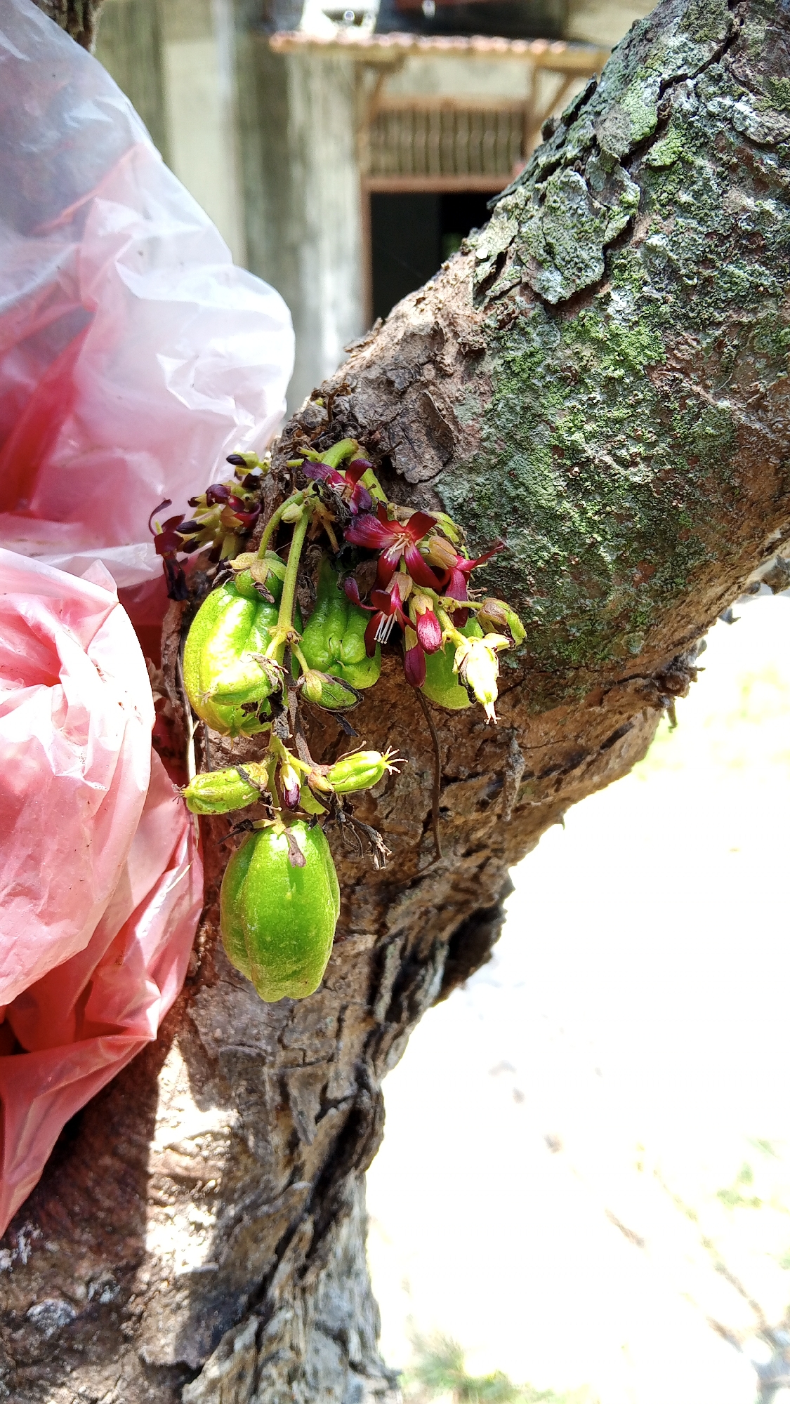 A cluster of star fruit and flowers hang from a tree branch in Payadua, Indonesia. The star fruit are green and elongated, with some appearing unripe. Red and pink flowers with white stamens are interspersed among the fruit. The tree branch is rough and covered in moss. To the left of the branch, a pink plastic bag is visible, partially obscuring the fruit. The background is blurred, showing a building and greenery, suggesting an outdoor setting in a village or rural area. The lighting is bright, casting shadows on the tree bark.