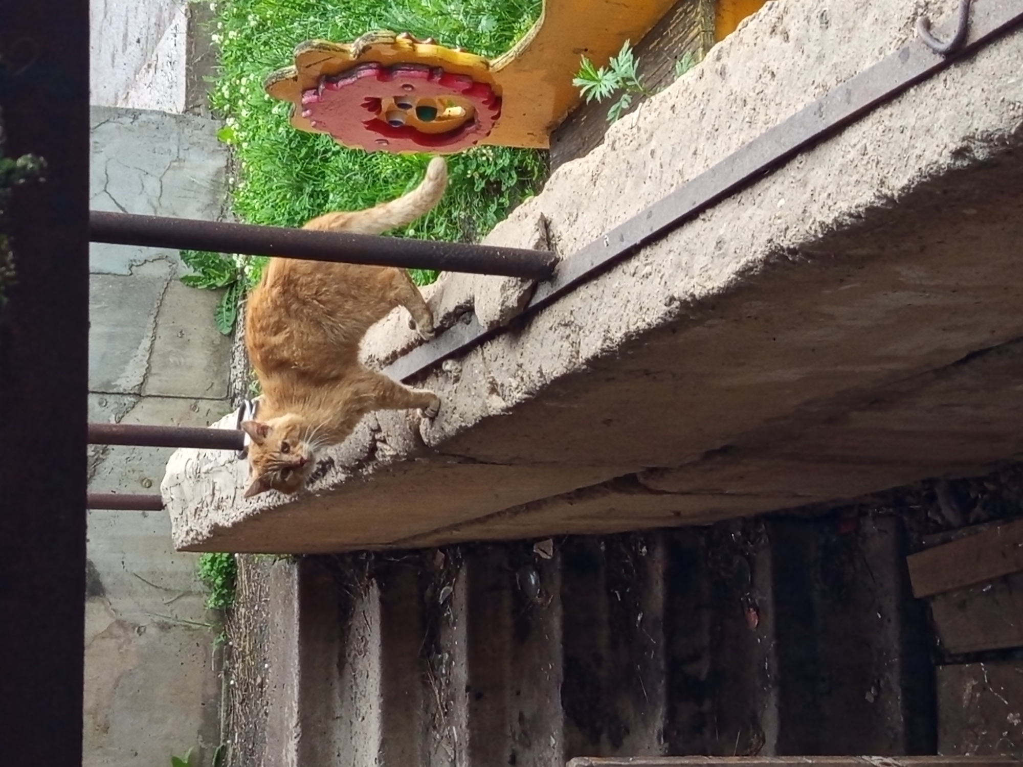 An orange cat stands on a concrete ledge, looking to the left. The cat is fluffy with stripes. Behind the cat, green grass and a yellow and red decorative object are visible. To the left of the cat are concrete stairs. The scene appears to be outdoors, possibly in a yard or alleyway in Gdov, Russia.