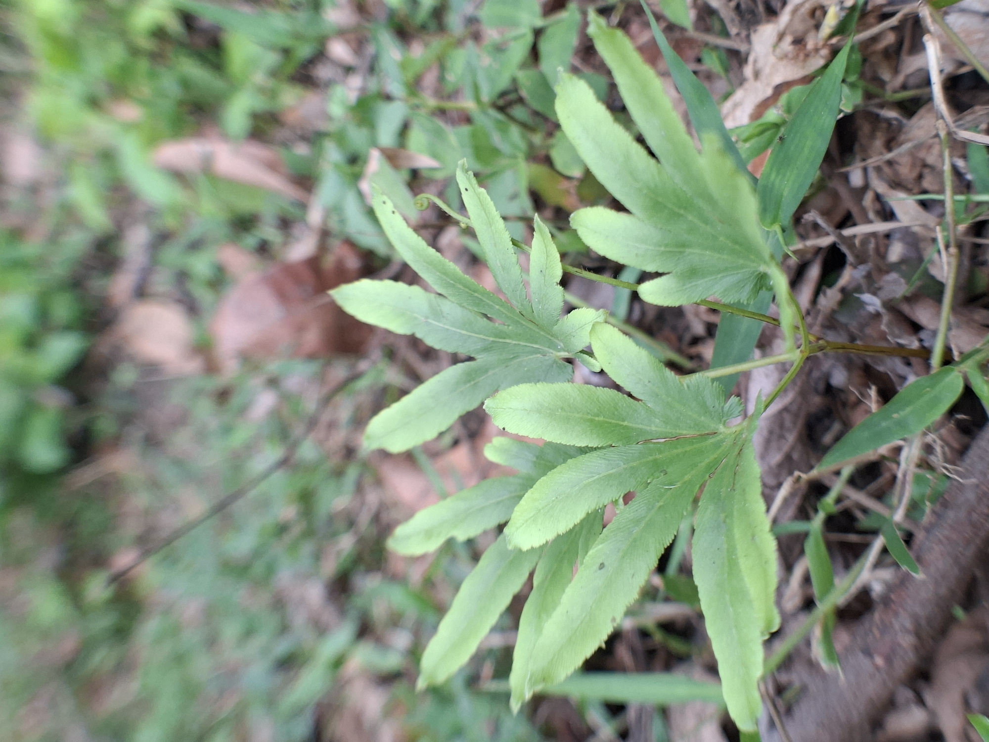 The image shows a patch of green ferns growing among other grasses and leaf litter. The ferns have divided leaves with a light green color. The surrounding environment is a mix of green grasses and brown decaying leaves. Based on the prompt, the location is likely in or around the city of Lhokseumawe, Indonesia.