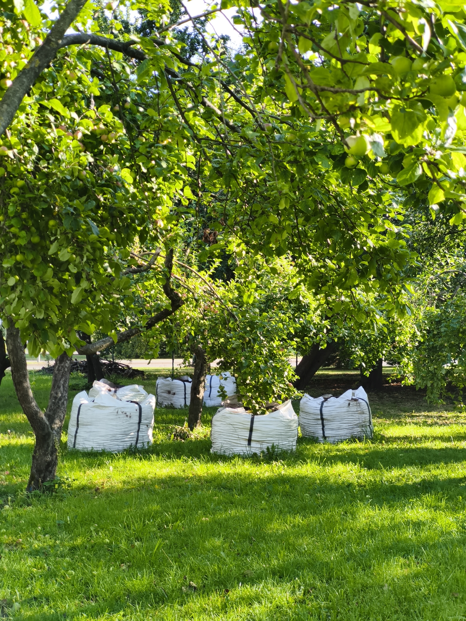 This is an outdoor, eye-level, vertical shot of an orchard or garden area with several large, white, woven bags filled with material and secured with black straps. The bags are placed on a well-maintained green lawn, dappled with sunlight. Several trees with abundant green foliage are visible, some of which have small green fruits. The trees appear to be young or medium-sized, with visible trunks and branches. The background shows more trees and foliage, suggesting a natural or park-like setting. The image was likely taken on a sunny day, indicated by the strong shadows cast on the grass. This scene is located in the city of Tallinn, Estonia.
