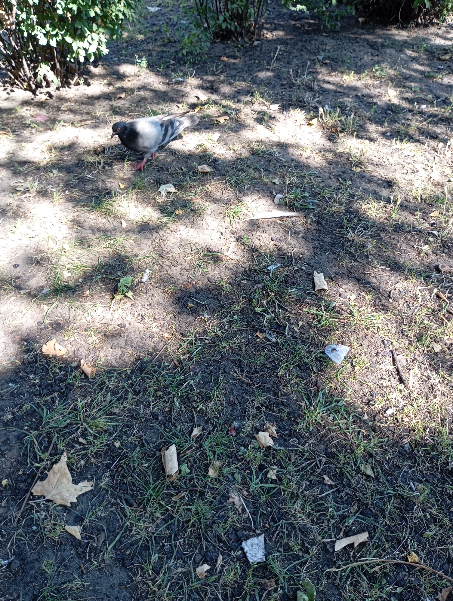 A pigeon with grey and white plumage stands on the ground in a park area, partially shaded by trees. The ground is a mixture of soil and sparse green grass, with fallen leaves scattered about. Several discarded cigarette butts are visible on the ground around the pigeon. The scene appears to be outdoors in a public space.