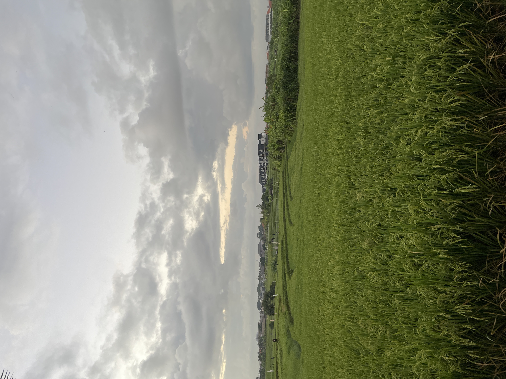 A wide-angle, low-angle shot captures a lush, green rice paddy field in North Kuta, Indonesia. The field stretches across the foreground, with rows of young rice stalks creating a textured, verdant carpet. The terrain appears to be terraced, with subtle undulations suggesting cultivation. In the mid-ground, beyond the paddy, are clusters of residential buildings with dark roofs and light-colored walls, interspersed with lush green foliage, including banana trees. A few scattered flags are visible on poles in the field and near the buildings. The sky above is overcast with heavy, grey clouds, though a sliver of lighter, yellowish light breaks through on the horizon, hinting at either sunrise or sunset. The overall impression is one of a rural agricultural landscape within a developed area.