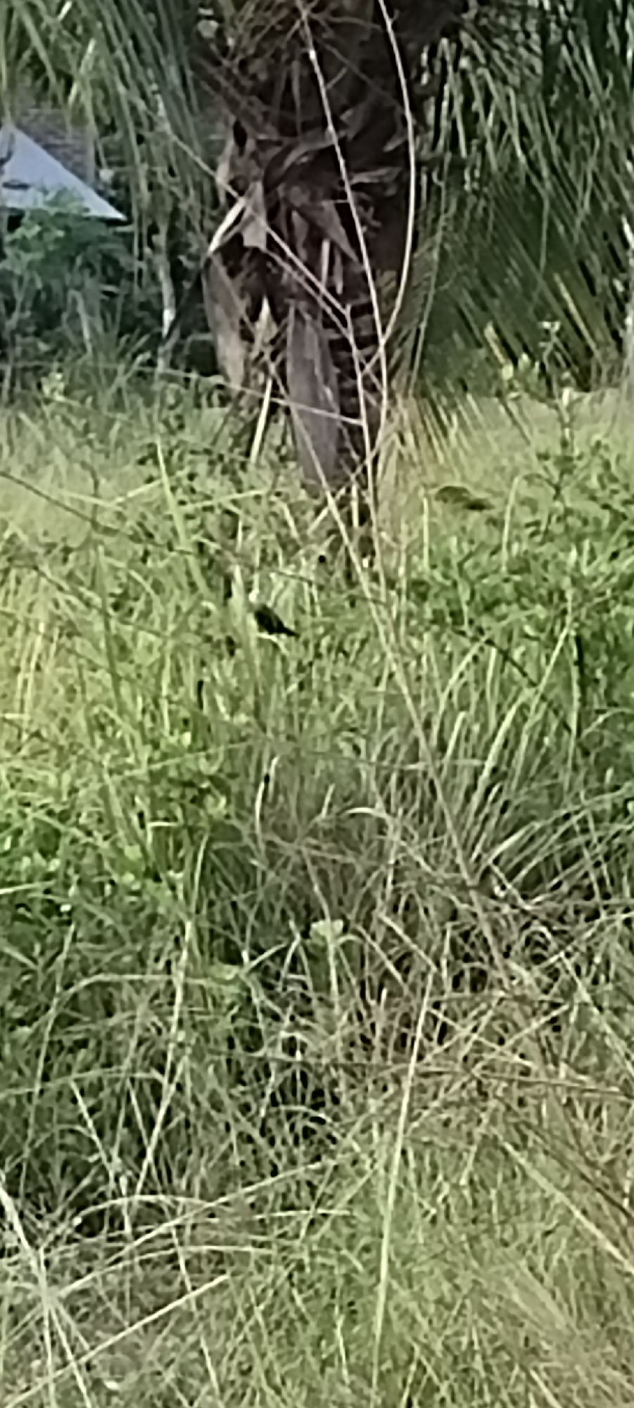 The image depicts a grassy area in an unknown urban location. A tree trunk with dead branches is visible in the background. A small, dark bird is perched on a blade of grass in the foreground. The overall environment appears overgrown and unkempt.