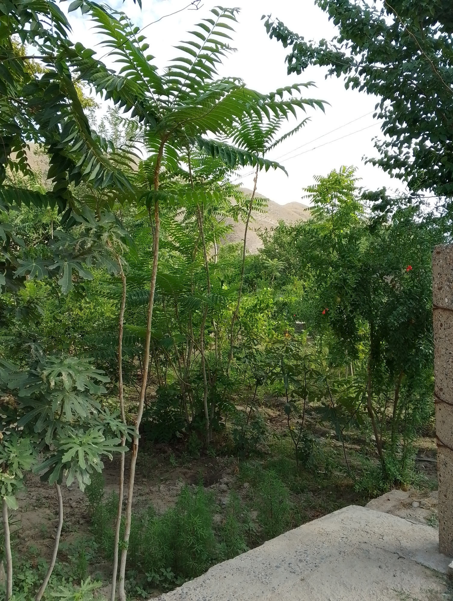 The image depicts a lush, overgrown garden scene in Kulob, Tajikistan. In the foreground, a concrete structure, possibly a wall or pathway, is visible on the right and bottom edges of the frame. Beyond this, dense green foliage dominates the scene, with various trees and shrubs creating a layered effect. Several slender, light-colored tree trunks are interspersed throughout the vegetation. In the middle ground, a pomegranate tree is discernible with at least two small, round fruits and a few red flowers. The background reveals a dry, hilly landscape under a bright, overcast sky. Electrical wires are strung across the sky in the upper middle section of the image. No people are present in the scene.