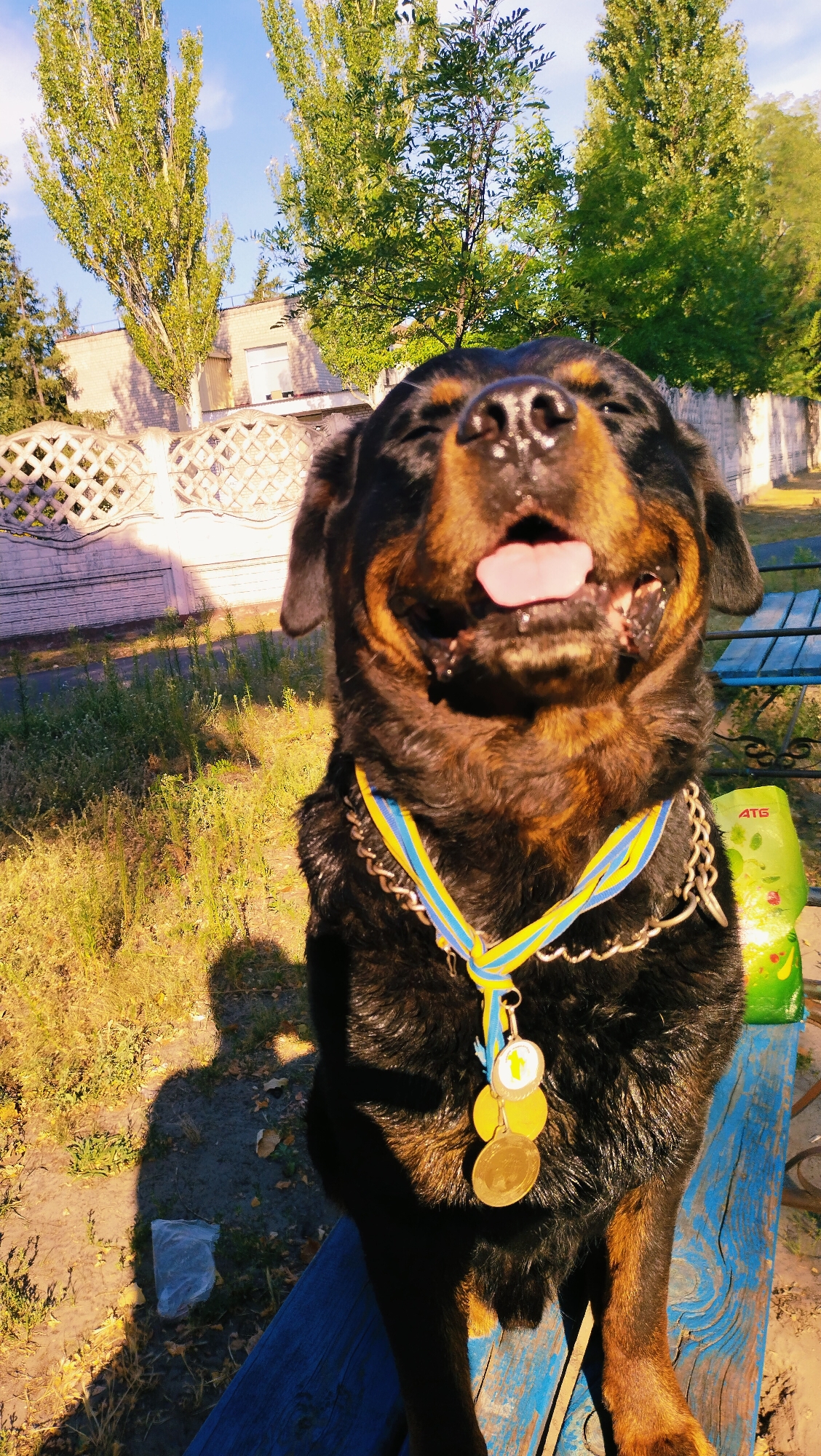 A Rottweiler dog is pictured sitting on a blue wooden bench outdoors. The dog is wearing a blue and yellow ribbon around its neck, with three medals hanging from it. The dog's mouth is open, with its tongue visible. The background shows a fence, trees, and a building. The image is taken on a sunny day. The scene is consistent with a park or yard in the city of Horishni Plavni, Ukraine, given the dog's attire, which appears to be in the colors of the Ukrainian flag.