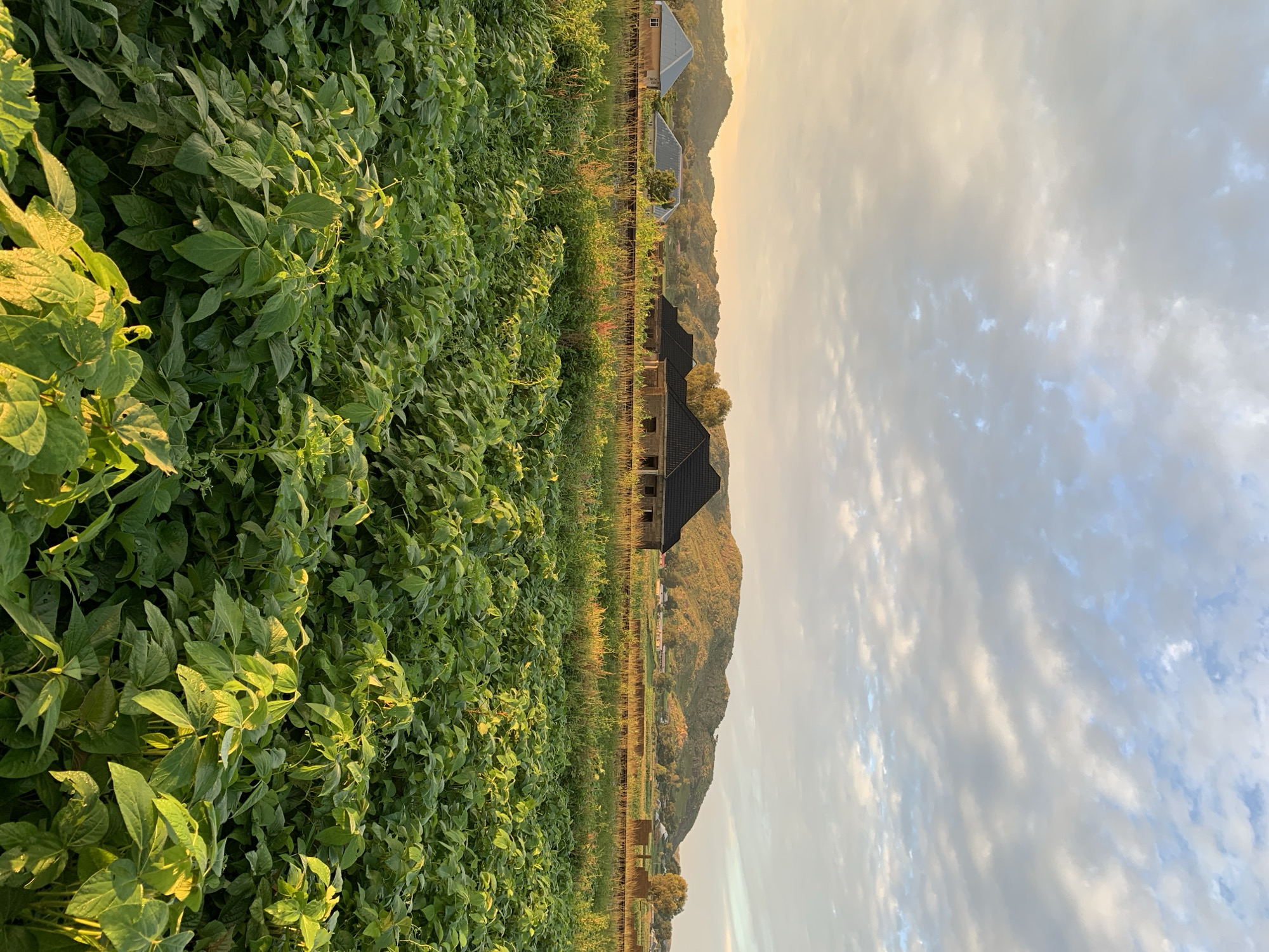 An outdoor, eye-level, vertical shot shows a field of dense green foliage in the foreground. The sun is setting or rising, casting a warm golden light on the scene, particularly on the plants and the distant hills. In the mid-ground, there is a dirt road or path running horizontally across the frame, with some tall grass and scattered debris. Beyond the path, several unfinished or newly constructed houses are visible, with roofs but unfinished walls in some cases. The houses are of varying designs and sizes. Further in the background, rolling hills with sparse vegetation dominate the landscape, bathed in the soft glow of the setting or rising sun. The sky above is filled with scattered clouds, with patches of blue visible, and the warm hues of the sun create a dramatic contrast with the cooler tones of the sky. The overall scene depicts a rural or semi-rural area, likely in the early stages of development, with a natural landscape meeting human construction. The location is identified as Kuru Karama, Nigeria. There are no people or animals visible in the image.