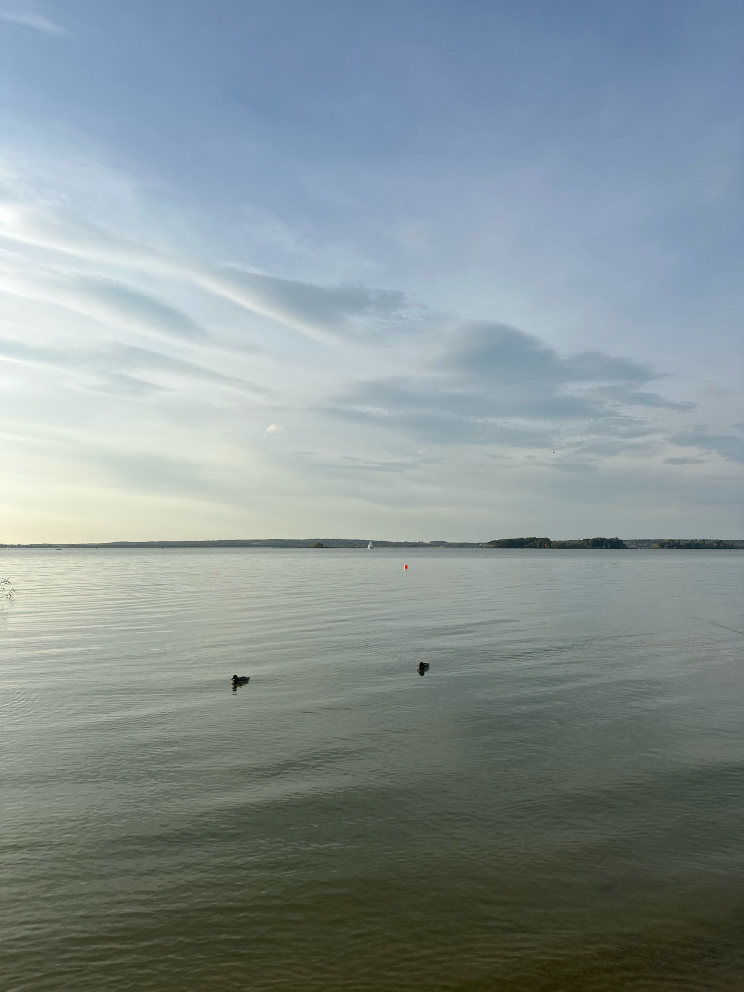 This is an eye-level, outdoor, wide shot of a calm lake on a cloudy day. The sky is a pale blue with wispy, horizontal clouds, and the horizon line is a dark, tree-lined landmass. The lake's surface is a muted green, with gentle ripples reflecting the overcast sky. In the foreground, two dark ducks are swimming. Further out on the water, there is a small white sailboat, a red buoy, and a few other indistinct objects or boats. The overall atmosphere is tranquil and serene.