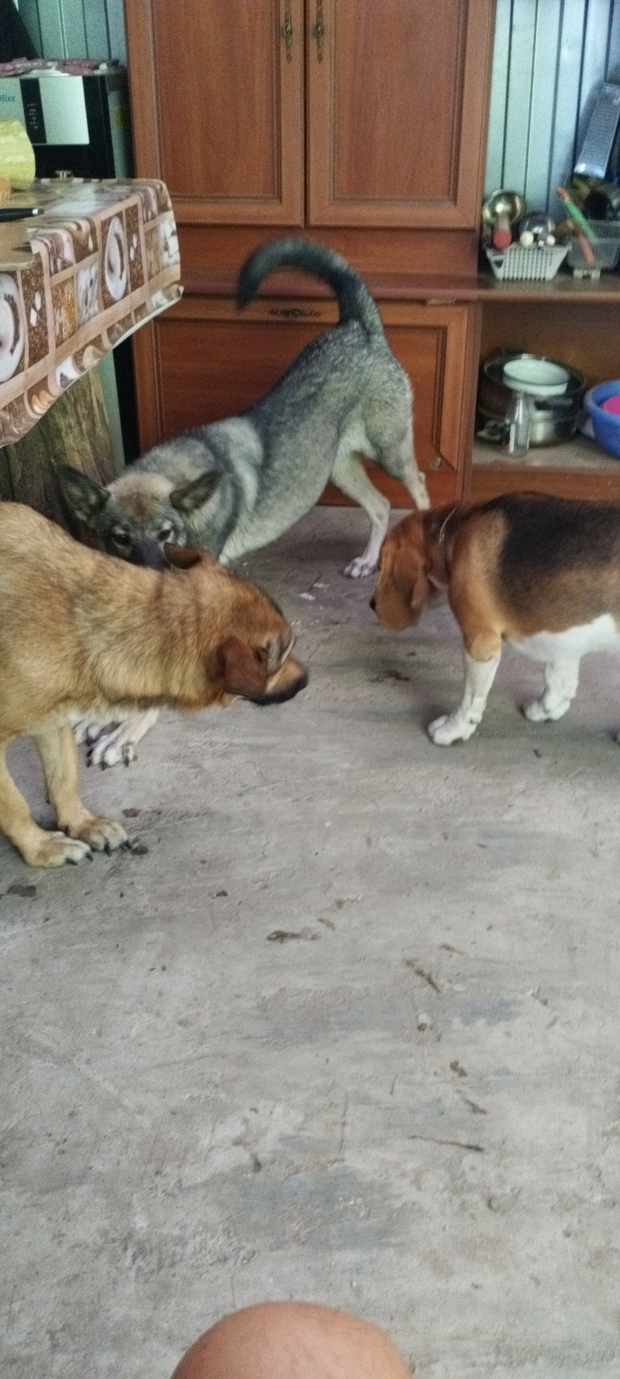 Three dogs are interacting on a concrete floor in what appears to be an indoor setting. In the background, a wooden cabinet with two doors is visible, and to the left, a table covered with a patterned tablecloth is partially obscured. The dog on the left is a medium-sized, light brown dog. The dog in the center is a larger, gray dog with pointed ears, standing with its body lowered in a play bow. The dog on the right is a smaller beagle with brown, white, and black markings. The floor is gray concrete with some dirt and scuff marks. The lighting suggests an indoor environment. The location of Yaroslavskaya, Russia, is not visually evident from the image.