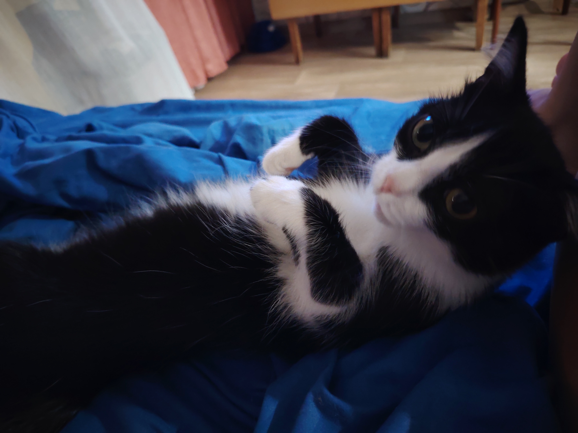 A black and white cat is lying on a blue blanket. The cat is looking towards the camera. The background is blurry.