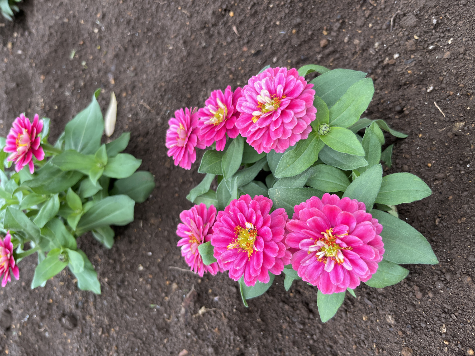 In Sayama, Japan, a close-up, high-angle photograph captures a cluster of vibrant pink zinnias blooming in dark, tilled soil. The flowers, with their layered petals and yellow centers, are the main subjects. Behind them, another plant with several pink zinnias and green leaves is partially visible, suggesting a garden setting. The soil is rich and dark, with some small pebbles and dried organic matter scattered across its surface. The lighting is soft, indicating it might be overcast or early morning, and the focus is sharp on the foreground flowers, with the background slightly blurred. There are no people or animals present.