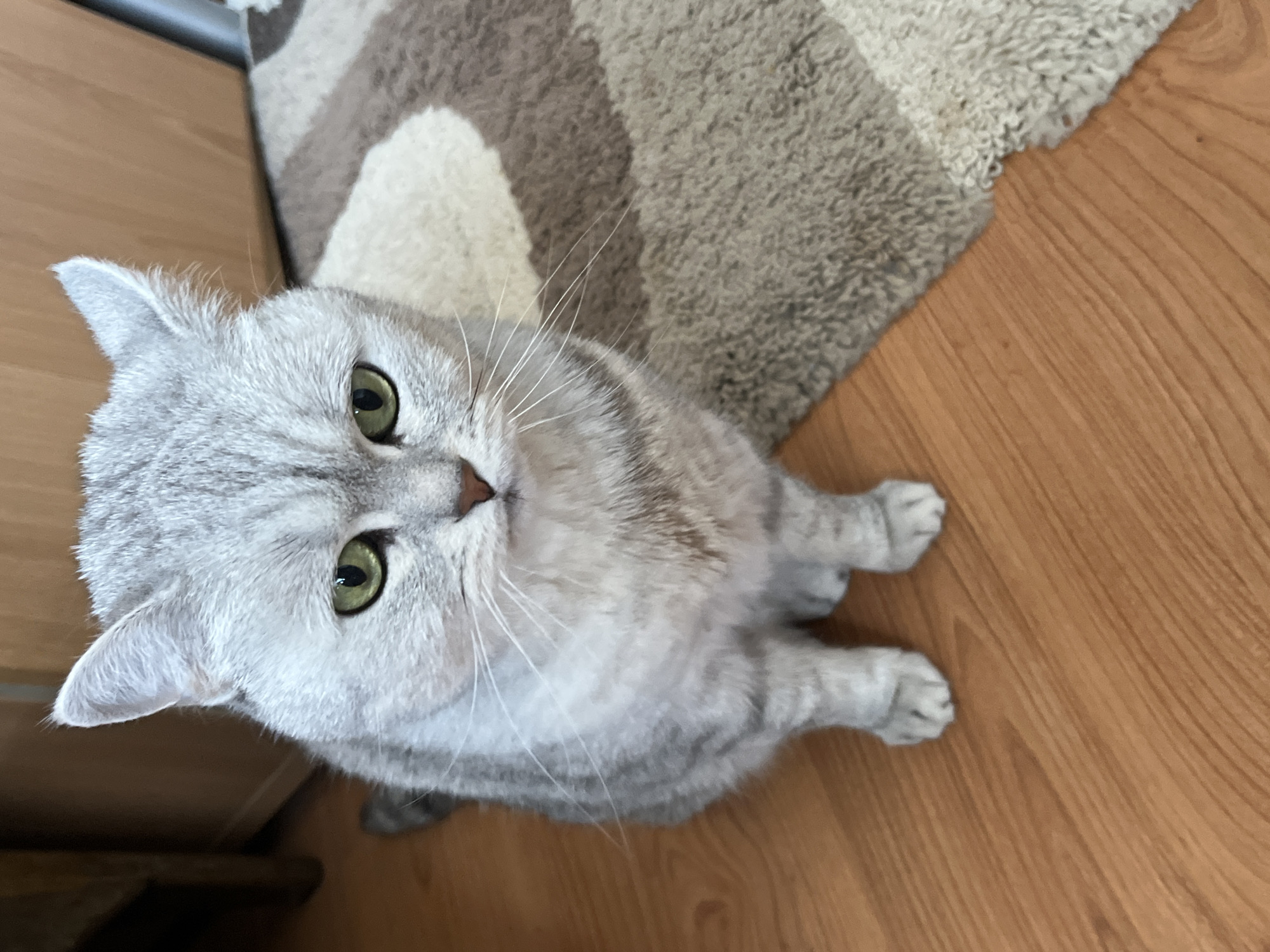 The scene is an indoor residential setting in Chaikovsky, Russia. A light grey domestic shorthair cat, displaying a silver tabby coat pattern and possessing green eyes, is seated centrally on a light brown wooden floor. The cat's front paws are tucked beneath its body, and it faces directly towards the camera. Adjacent to the cat on the right, a multi-toned rug with abstract patterns in shades of brown, beige, and off-white lies on the floor. The background shows blurred wooden furniture or architectural features on both sides of the frame. No human subjects or other animals are present.