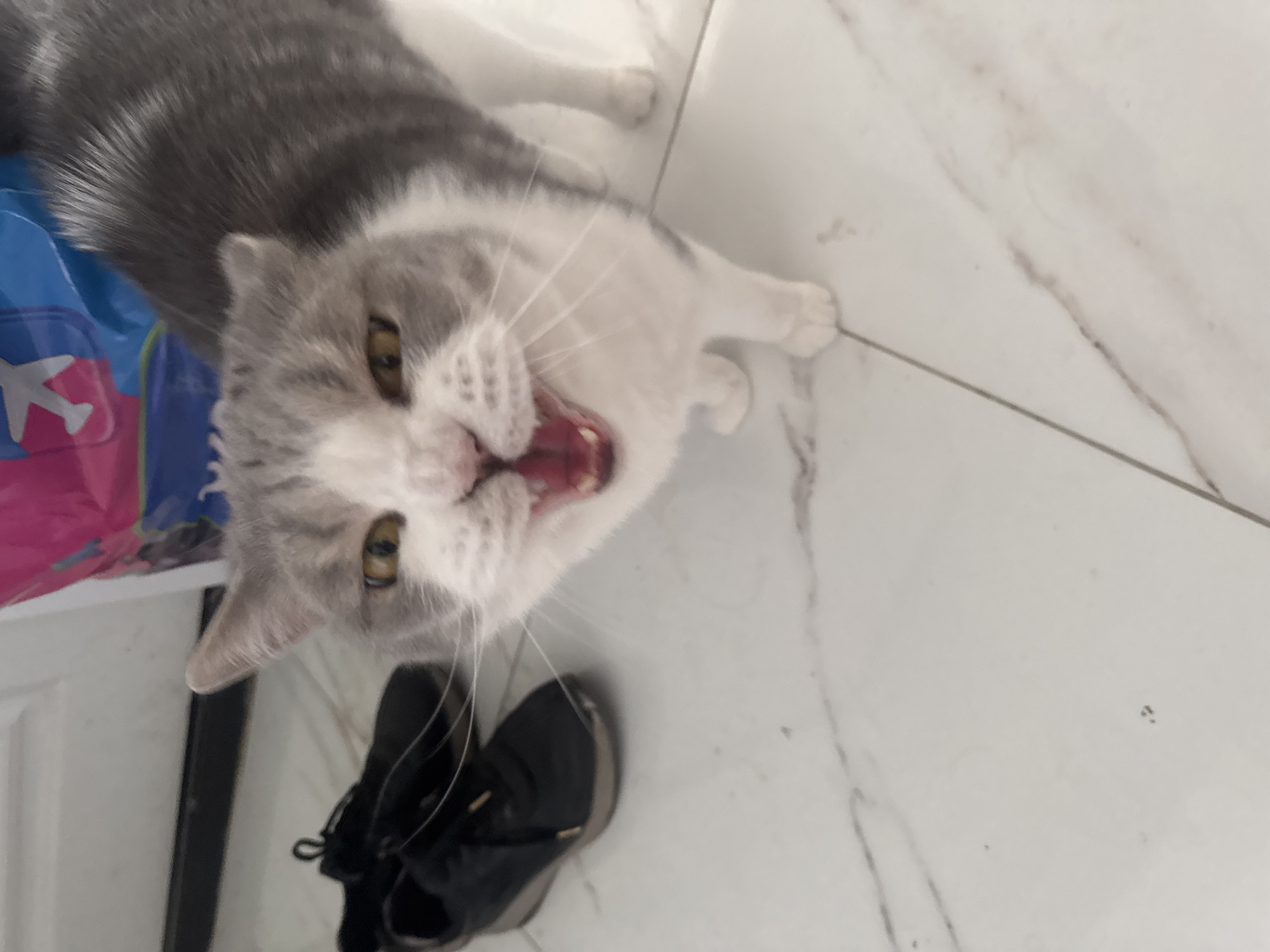 A striking close-up overhead shot captures a grey and white cat in an expressive moment, either yawning widely or vocalizing, on a light-colored tiled floor with subtle grey marble-like patterns. The cat, positioned diagonally, has prominent yellow eyes and its mouth is fully open, revealing its sharp teeth and pink tongue. Its fur is a mix of medium grey on its back and sides, transitioning to white on its chest, paws, and face.
On the left side of the frame, a vibrant blue and pink bag or container is partially visible, featuring a distinct white airplane graphic. Below the cat's head, near its chest, lies a pair of black athletic shoes with lighter soles and laces. The scene depicts an indoor setting, likely illuminated by ambient daylight, as indicated by the bright lighting on the floor and the cat. The image provides a candid, top-down view of the cat and its immediate surroundings in what appears to be a residence in Chaikovsky, Russia.