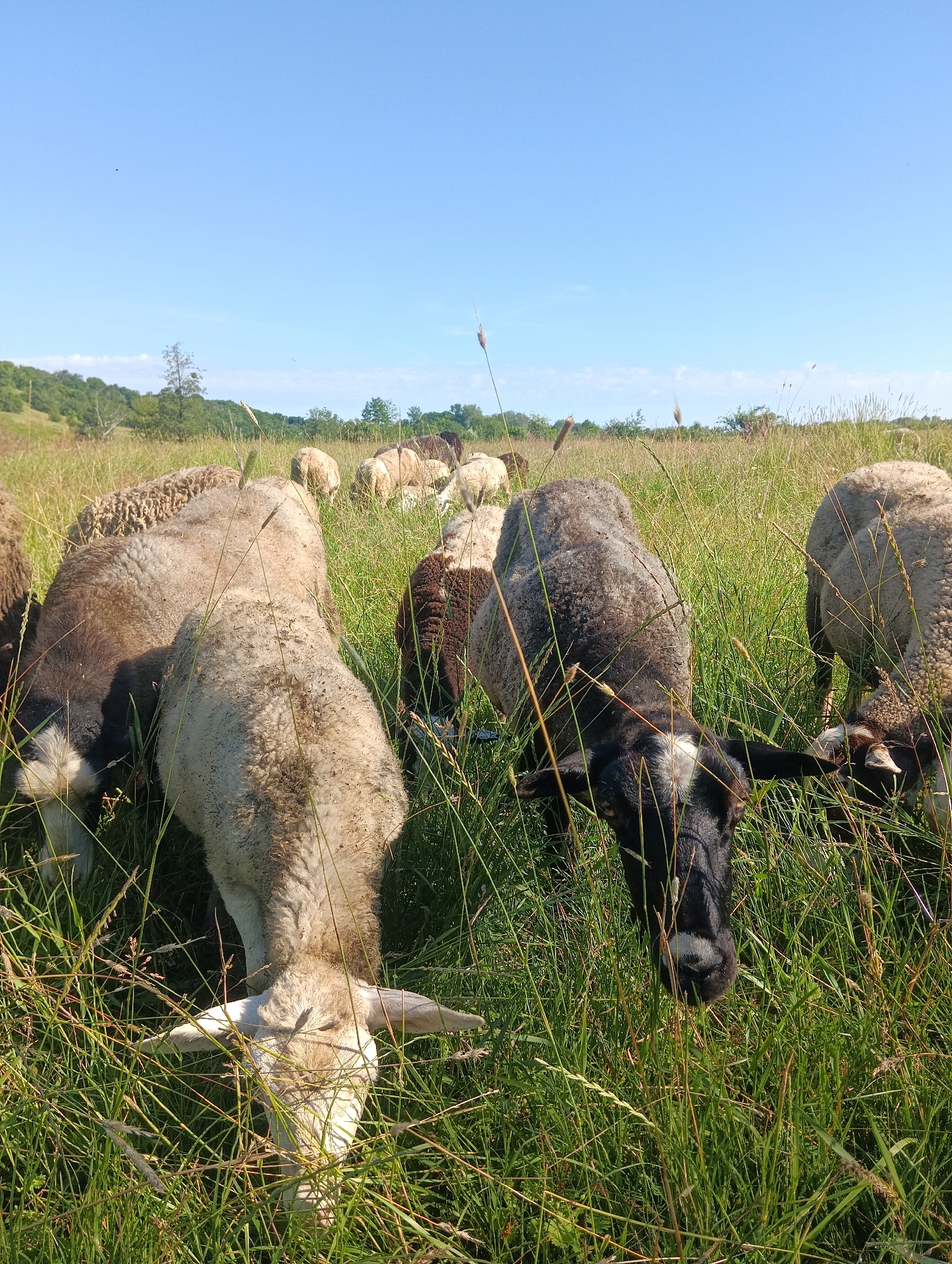 A flock of sheep grazes in a sunlit meadow on a clear day under a pale blue sky. The sheep are diverse in color, with some appearing dark brown and black, while others are light cream or white. They are partially obscured by tall, green grass, with their heads bent down as they feed. The landscape behind them features rolling hills covered in greenery and scattered trees. The overall scene evokes a peaceful, rural setting.