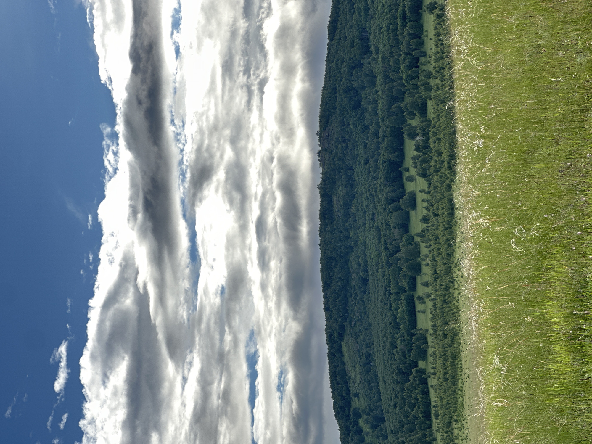 An outdoor, medium-shot, vertical photograph captures a vast, hilly landscape under a partly cloudy sky. The foreground is dominated by a field of tall, green grass interspersed with feathery seed heads that catch the light, creating a shimmering effect. Beyond the grassy field, a dense, dark green forest covers the slopes of a large, rounded hill. The trees are tightly packed, with varying shades of green indicating different species and depths. The top of the hill is sparsely dotted with trees, and a rocky outcrop is visible on its peak. The sky above is a deep blue, partially obscured by layered, grey and white clouds. The clouds are thick and textured, with some areas illuminated by sunlight breaking through. The overall impression is one of a wild, natural landscape, possibly in a rural or mountainous region. The scene is static, with no human presence or activity depicted. The lighting suggests it is daytime, with the sun positioned to illuminate the clouds and the grassy foreground.