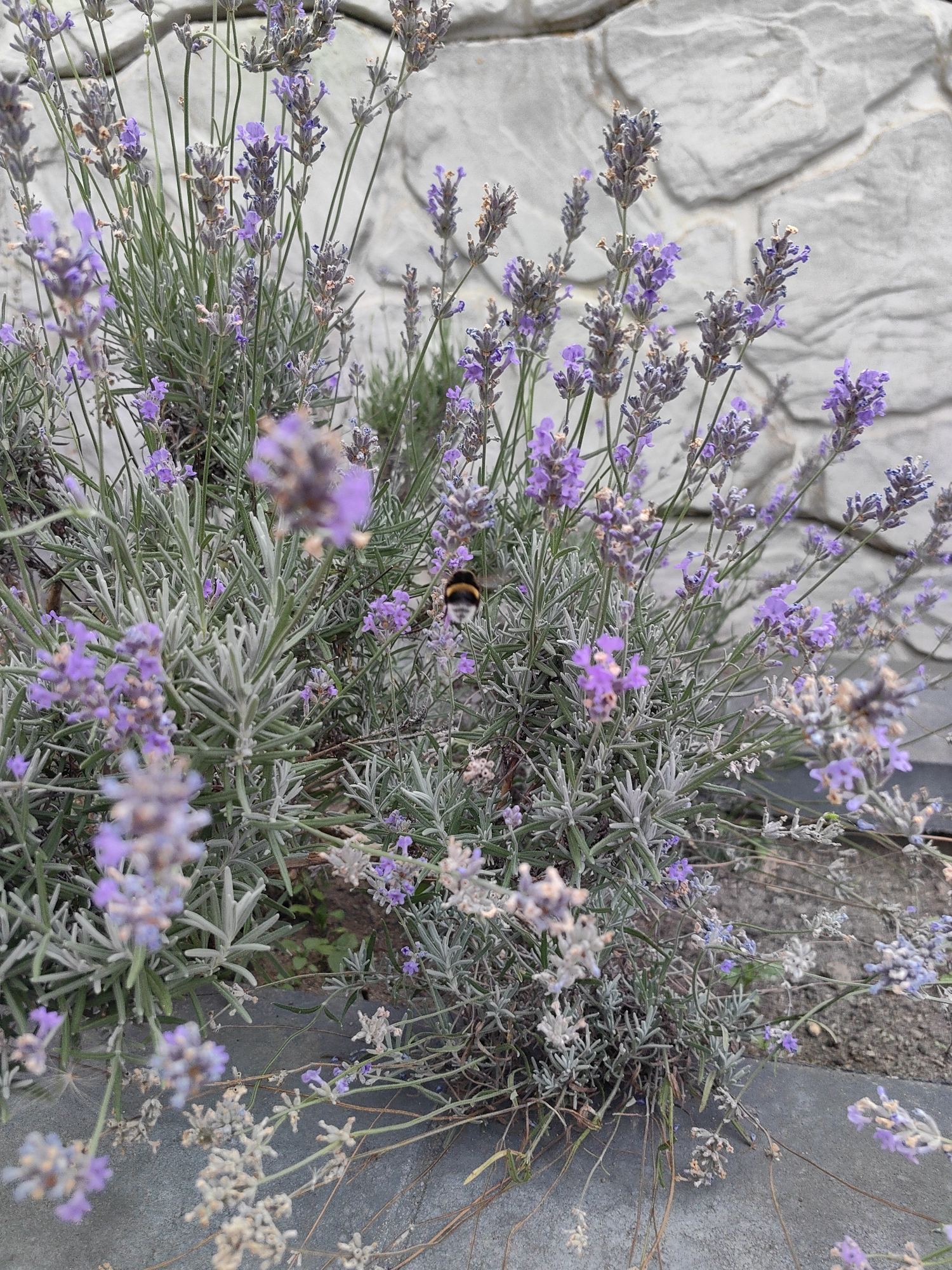 A bumblebee with black and yellow stripes is in focus amidst a patch of lavender flowers with green foliage. The lavender, with its purple blossoms and grey-green leaves, is planted in front of a rough-hewn, grey stone wall. The ground in front of the lavender appears to be paved with grey stone or concrete. The scene is outdoors.