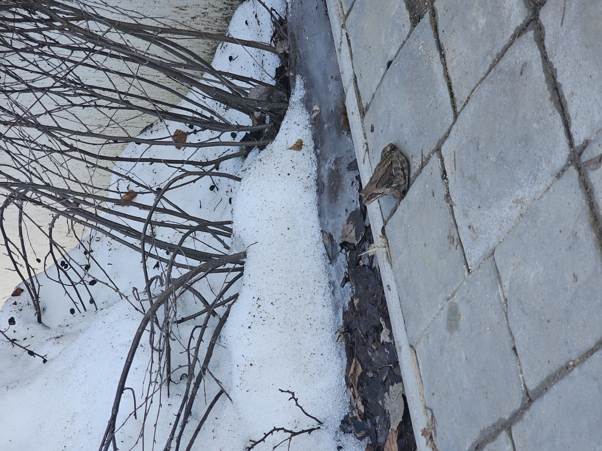 The image shows a scene in Березка Снт (красногорский Р-н), Russia, adjacent to a paved walkway constructed of gray rectangular stones. The walkway borders a patch of melting snow and ice, mixed with fallen leaves and bare branches from a deciduous shrub. A single frog is positioned on the edge of the walkway, next to the melting snow and ice. The background includes a light-colored surface, possibly a wall or the side of a structure, partially obscured by the branches.
