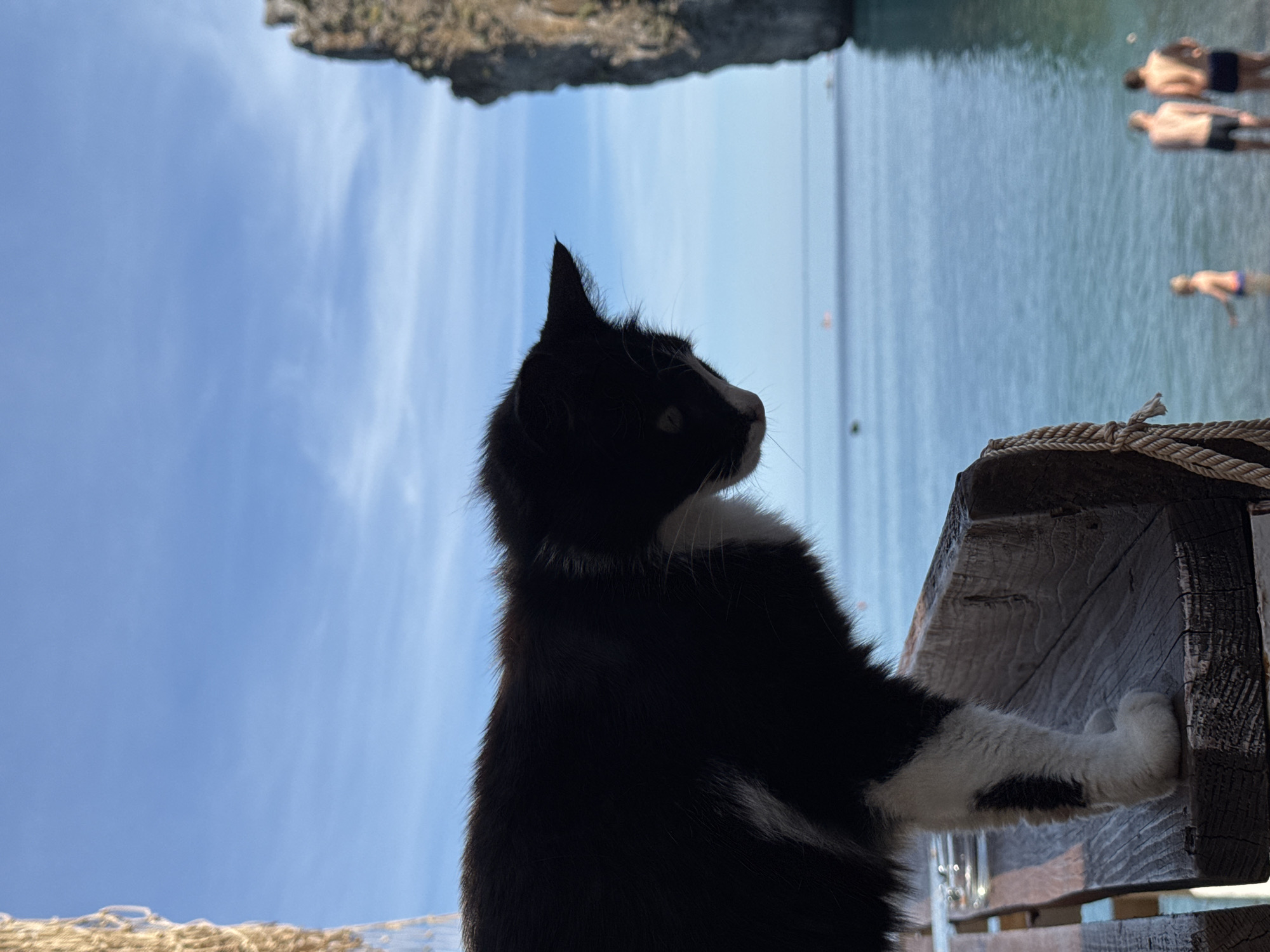 In this close-up, a black and white cat is perched on a weathered wooden railing. The cat is facing downwards, with its head tilted to the side, observing something below. Its fur is predominantly black, with white markings on its chest and front legs. The background reveals a tranquil seascape under a clear blue sky. The turquoise water stretches towards the horizon, where a rocky island formation juts out from the sea. In the distance, a few people can be seen wading in the water, their figures small against the vastness of the ocean. The scene evokes a sense of peaceful coexistence between the animal and its natural surroundings, with a hint of human presence in the background.