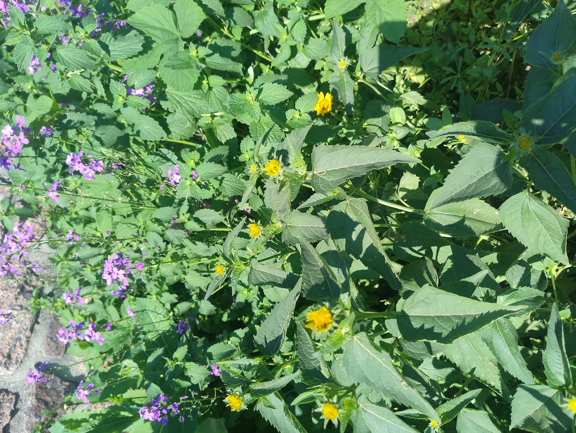 The image shows a patch of green plants with small purple and yellow flowers, as well as a stone wall in the background. The scene appears to be outdoors, possibly in a garden or natural setting. The lighting suggests it is daytime. There are no people or animals visible in the image.