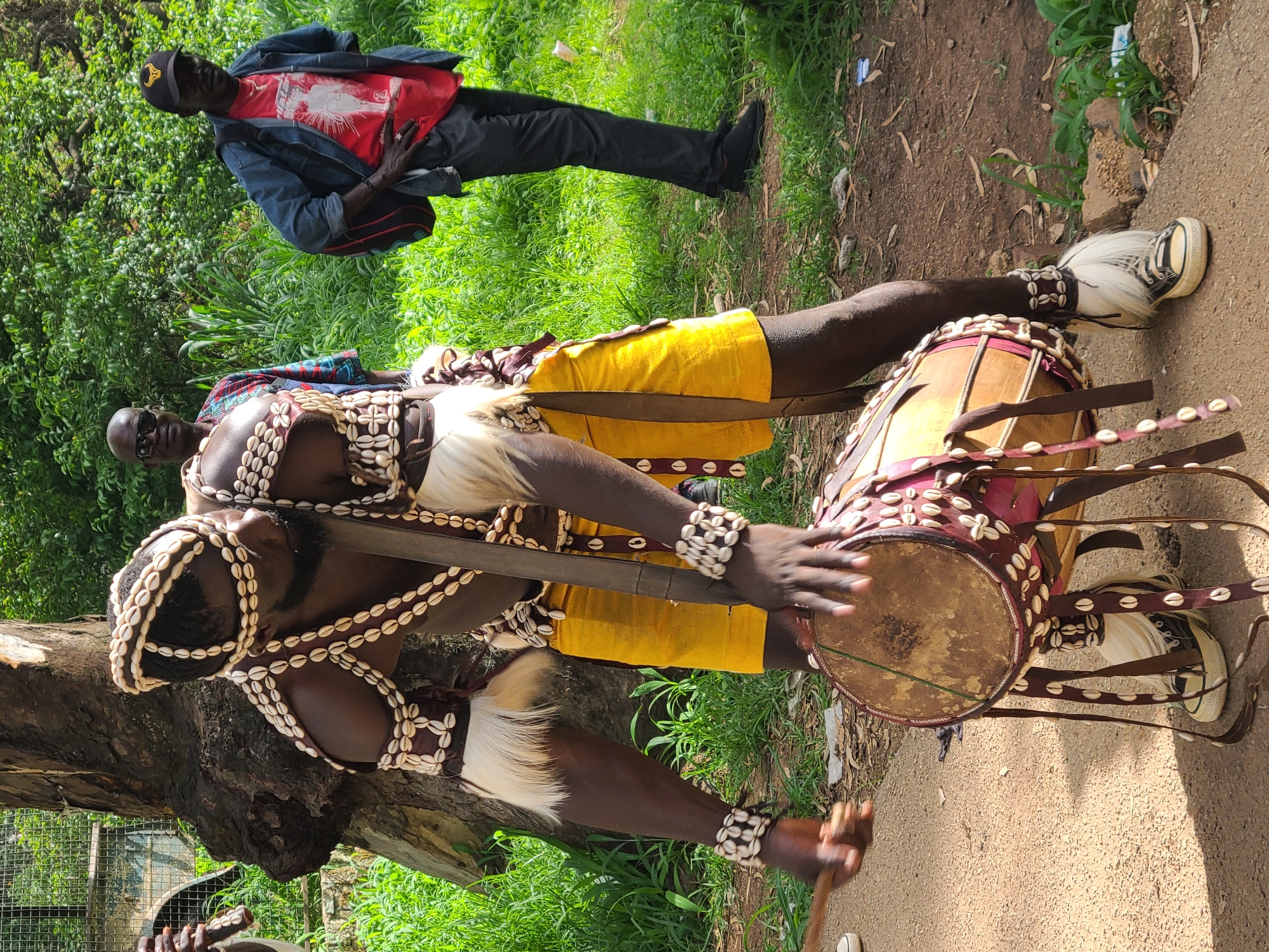 In Jos, Nigeria, a man adorned in traditional attire with cowrie shells and white fur trim plays a drum. He wears a headdress of cowrie shells, a necklace of the same shells, and bracelets. His outfit includes a yellow cloth wrapped around his waist as shorts, and white fur pieces attached to his upper arms and knees. He is holding a drumstick in his right hand and beating a cylindrical drum decorated with cowrie shells. His feet are covered in white sneakers with black laces.
In the background, two men are visible. One man, on the left, wears a colorful African print shirt and sunglasses. The man on the right wears a denim jacket over a red t-shirt with a graphic print, black pants, and a black baseball cap with a yellow emblem. He has a backpack slung over his shoulder.
The environment appears to be outdoors, with lush green grass and trees forming a backdrop. A large tree trunk is prominent in the foreground on the left. The ground is a mix of dirt and gravel. A metal fence is partially visible in the upper left corner, suggesting the area might be near a protected zone or enclosure. The lighting suggests it is daytime.