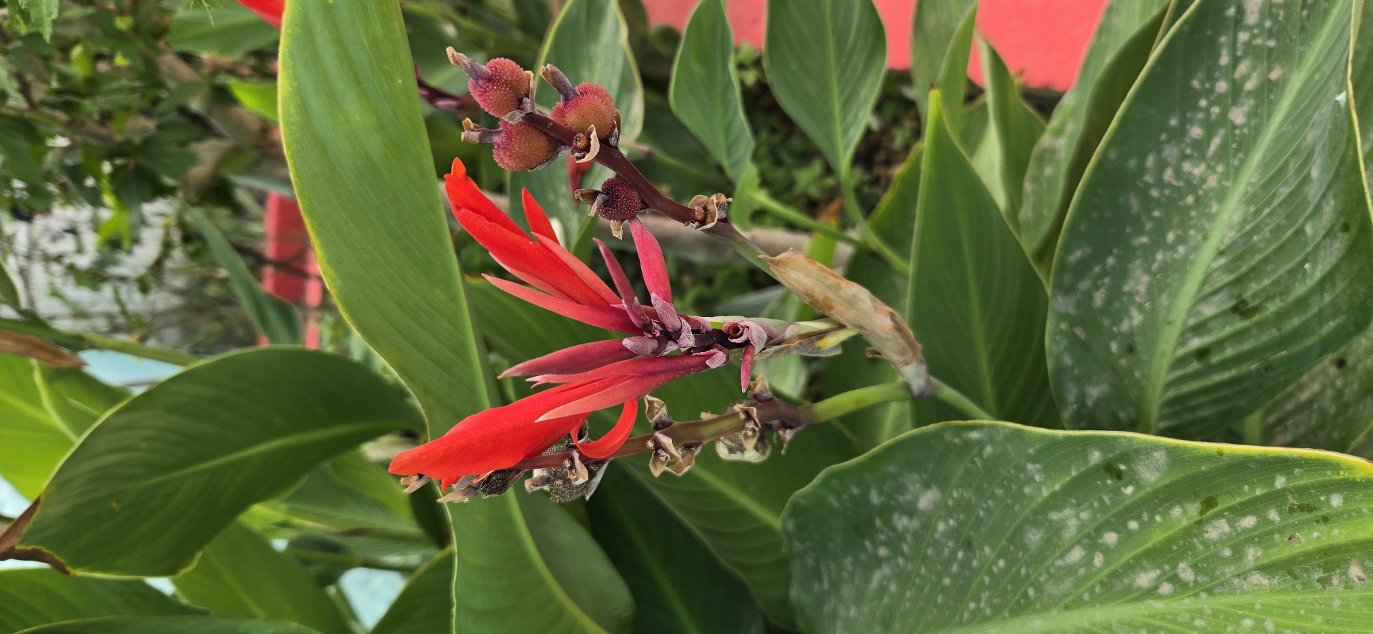 A close-up vertical shot focuses on a vibrant red Canna Lily flower with delicate petals and buds, set against a backdrop of large, lush green leaves. The flower's stem is thin and brown, with remnants of dried flowers. Some leaves show a dusting of white spots, possibly due to powdery mildew. In the background, a bright red surface is visible, possibly a planter or decorative element. The scene appears to be outdoors, in a garden or cultivated area. The specific location in Tel, Azerbaijan, is not determinable from the image itself, but it depicts a natural setting within a city.