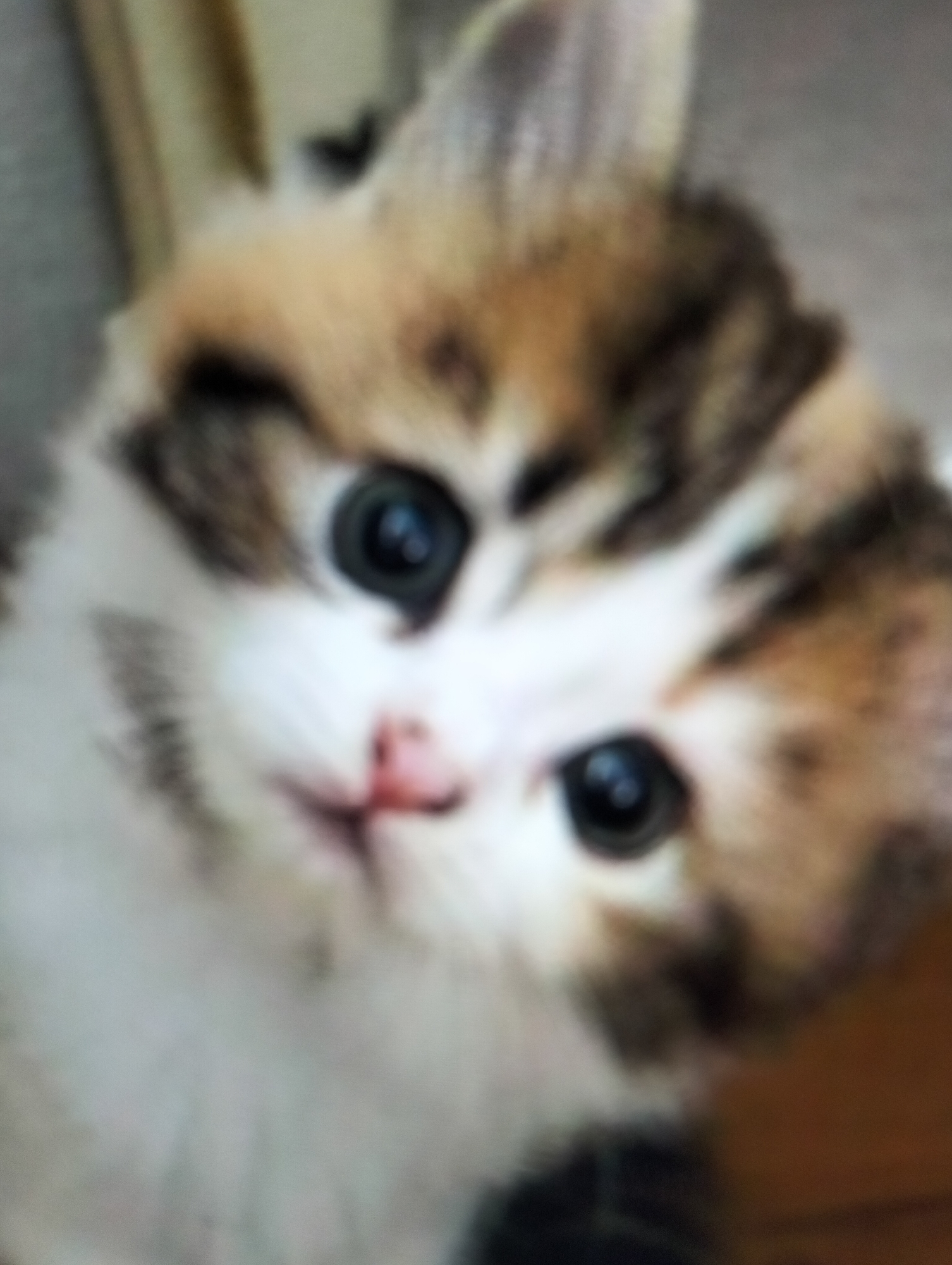 The image is a close-up, out-of-focus shot of a calico kitten's face. The kitten's eyes are large and dark, with reflections visible. Its nose is pink, and its fur displays patches of white, brown, and black. The background is blurred and appears to be an indoor setting with warm, neutral tones. There is no indication of the city of Payagaboh, Indonesia within the image or its context.
