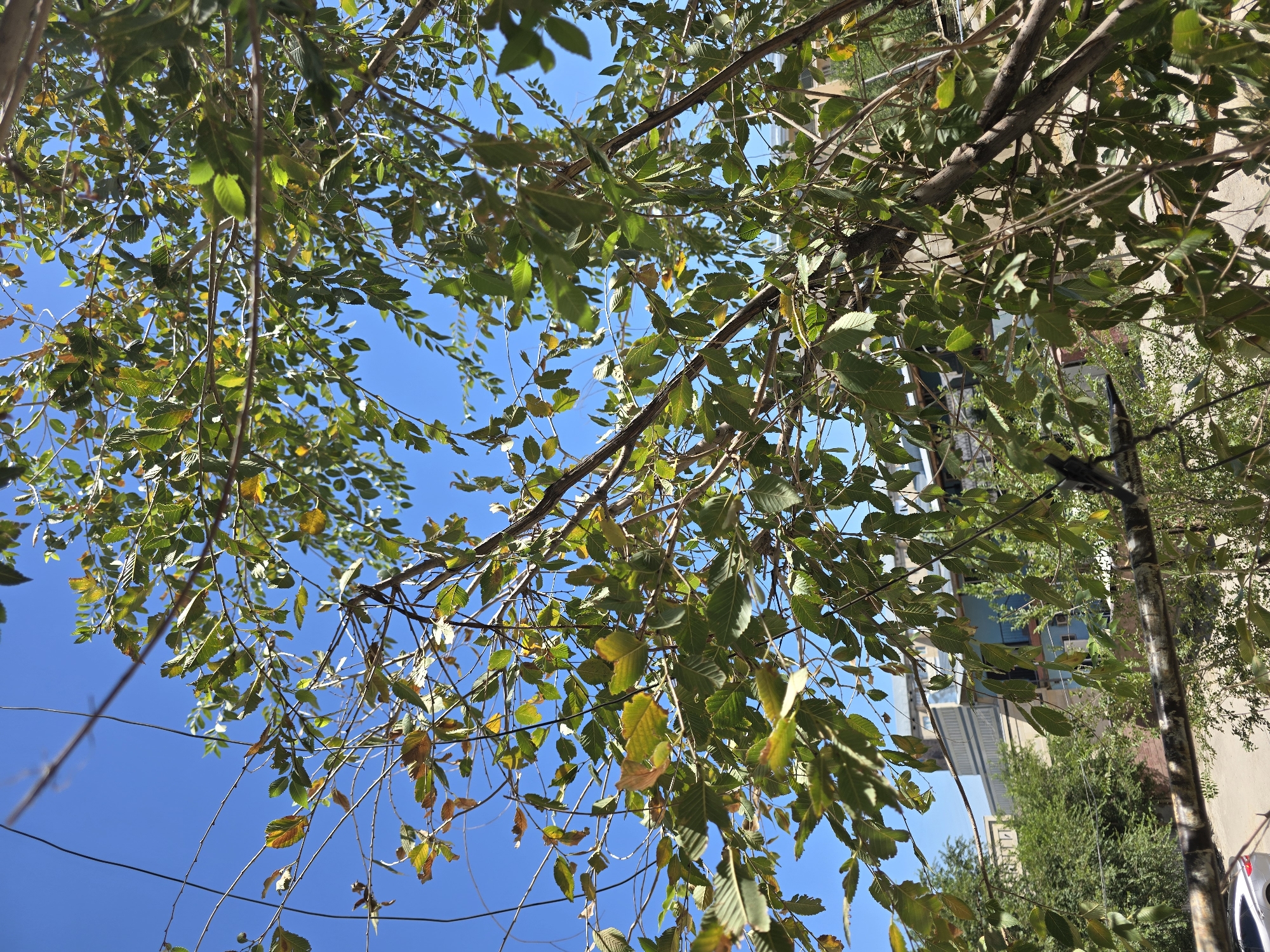 In Qaratau, Kazakhstan, a low-angle shot looks up through the branches of a tree with green and yellowing leaves against a clear blue sky. The branches are thin and crisscross, with some power lines visible overhead. In the background, several buildings can be seen, including one with a light blue facade and balconies, and another with a striped pattern. A street with a parked silver car is visible at the bottom left.