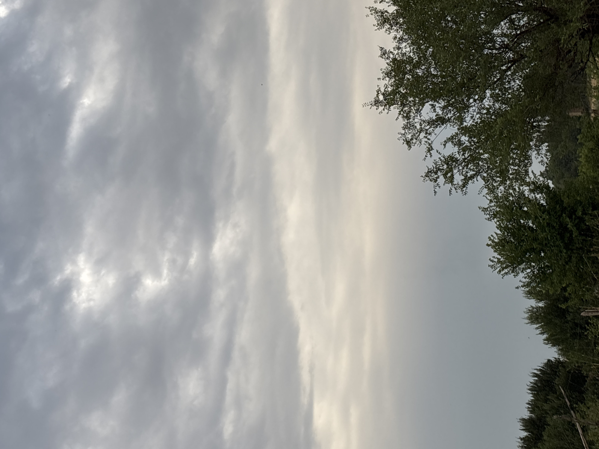 A cloudy sky fills the upper portion of the image. The clouds are gray and white, with some areas of brighter light suggesting the sun is attempting to break through. The lower portion of the image shows a dense line of green trees and foliage. In the upper right corner of the frame, a large tree with dark green leaves is visible. The overall scene appears to be a natural landscape, likely in a rural or semi-rural area. The image quality is moderate, with a slightly soft focus.
