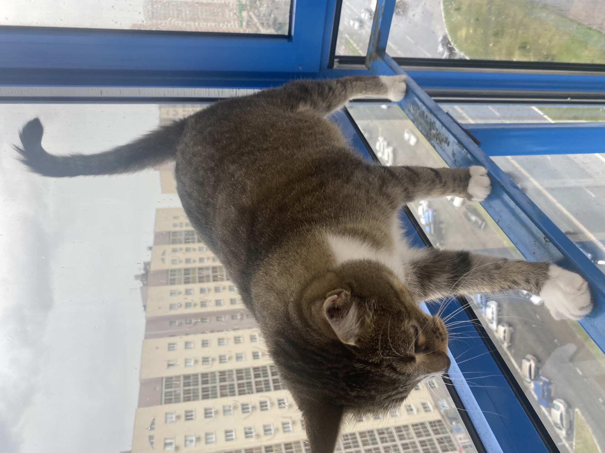 A tabby cat with white paws and chest stands on a blue metal railing. The cat is looking down and to the left. In the background, there are several multi-story residential buildings and a street with cars. The sky is overcast. The image was taken in Rozhdestveno, Russia.