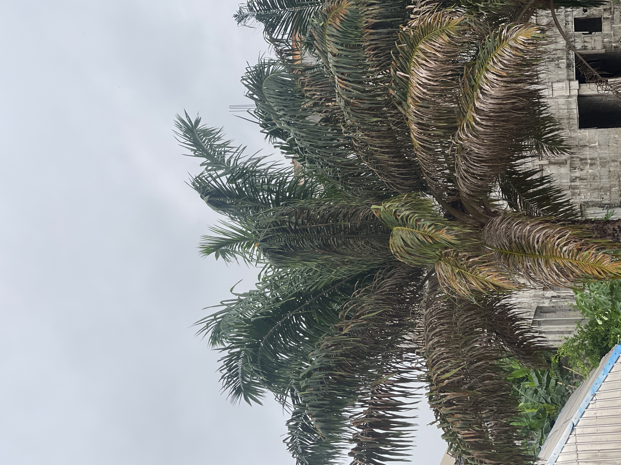 A medium-angle shot presents a mature palm tree with green and brown fronds, located near a building of grey concrete. The sky is overcast and grey. Part of a blue and white corrugated metal roof is visible at the bottom of the image, with banana trees and green plants below. The location is Abraka, Nigeria.