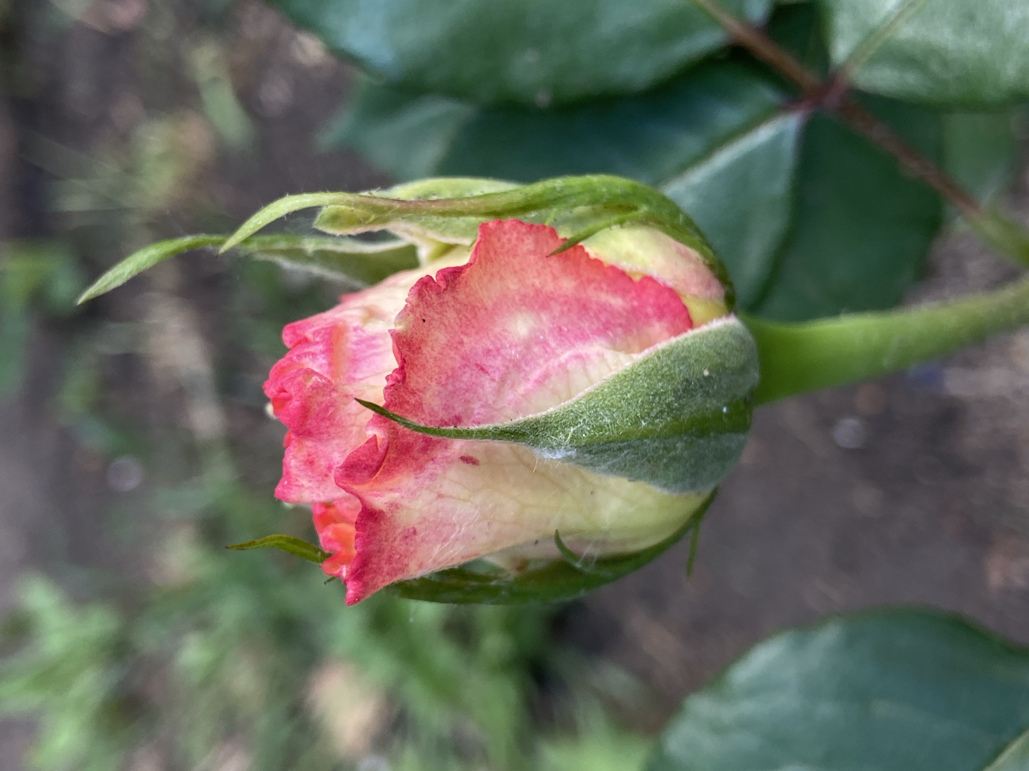 A close-up image shows a partially opened rose bud. The bud is predominantly pink with a cream-colored base, surrounded by green sepals. The background consists of green leaves and a blurred ground surface, suggesting the bud is part of a plant in a garden. The rose bud is on a green stem. Location: Unknown, Unknown.