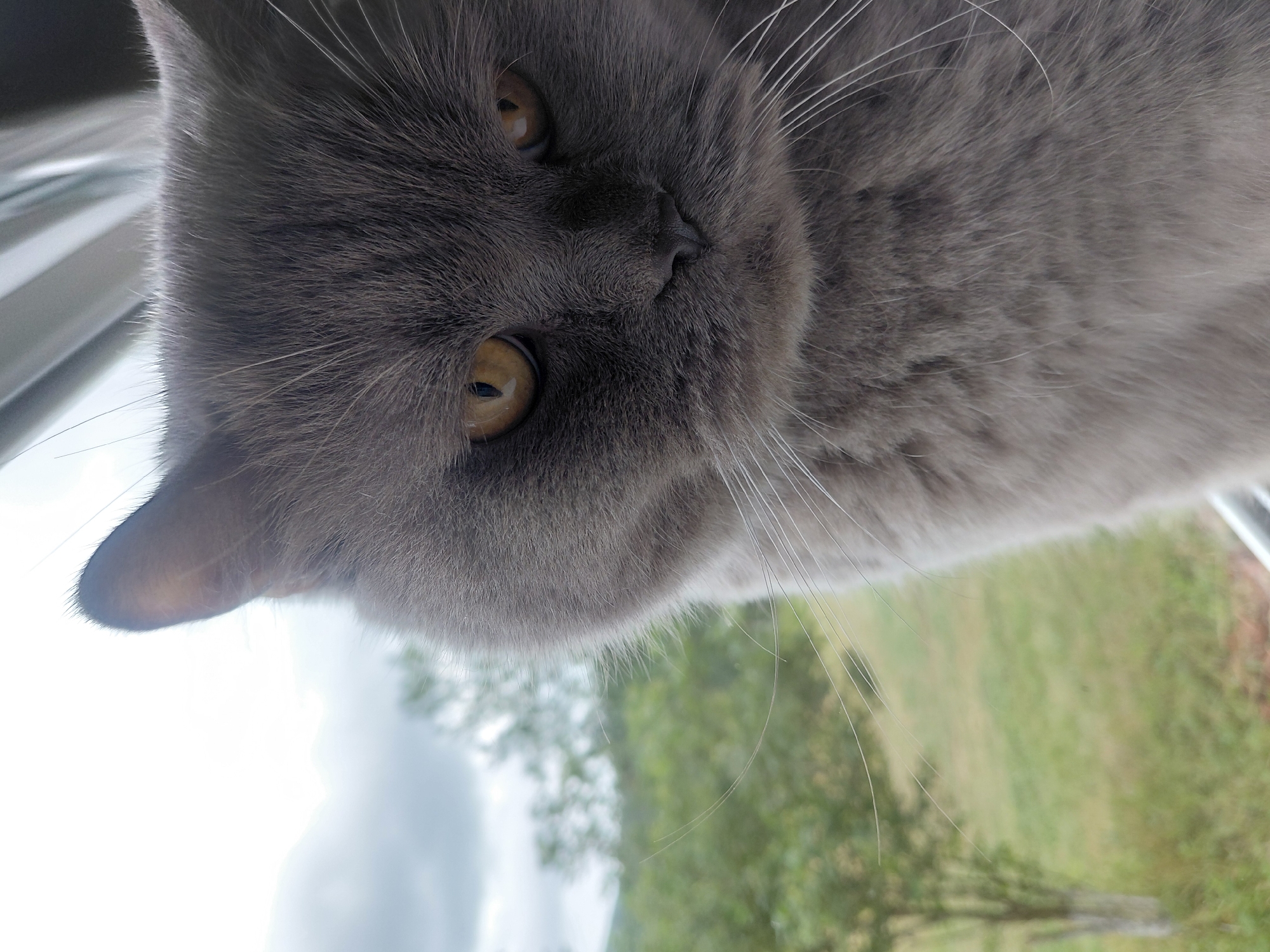 The image is a close-up, head-and-shoulders shot of a grey British Shorthair cat. The cat is looking directly at the camera with its bright yellow eyes. Its fur is thick and fluffy, and its whiskers are long and white. The cat's face is slightly tilted, giving it an inquisitive expression. The background is blurred and appears to be an outdoor scene with trees and a cloudy sky. The location is not identifiable as Chernyk, Ukraine, or any specific city, as the image does not contain any landmarks or contextual clues to pinpoint its geographical origin.