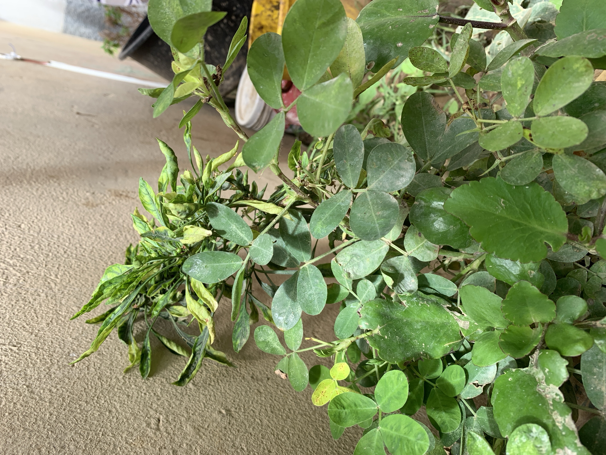 The image presents a detailed close-up of multiple green plants arranged against a textured, light brown stucco-like wall, located in Kabong, Nigeria. In the upper center, a plant exhibits variegated leaves, with shades of green and yellowish-green, many displaying curling and signs of environmental stress. Below this, the majority of the frame is occupied by a plant characterized by numerous small, rounded to oval, uniformly green leaves, frequently appearing in groups of three or four; these leaves show slight dust accumulation and minor discolorations. Towards the bottom of the frame, larger, succulent-like green leaves with scalloped margins are visible, also bearing a fine layer of dust. The background to the upper right reveals a partially obscured outdoor area with a darker, indistinct container and a slender, vertical white object against a further wall. The scene is illuminated by soft, diffused light. No human figures, animals, or discernible actions are depicted.