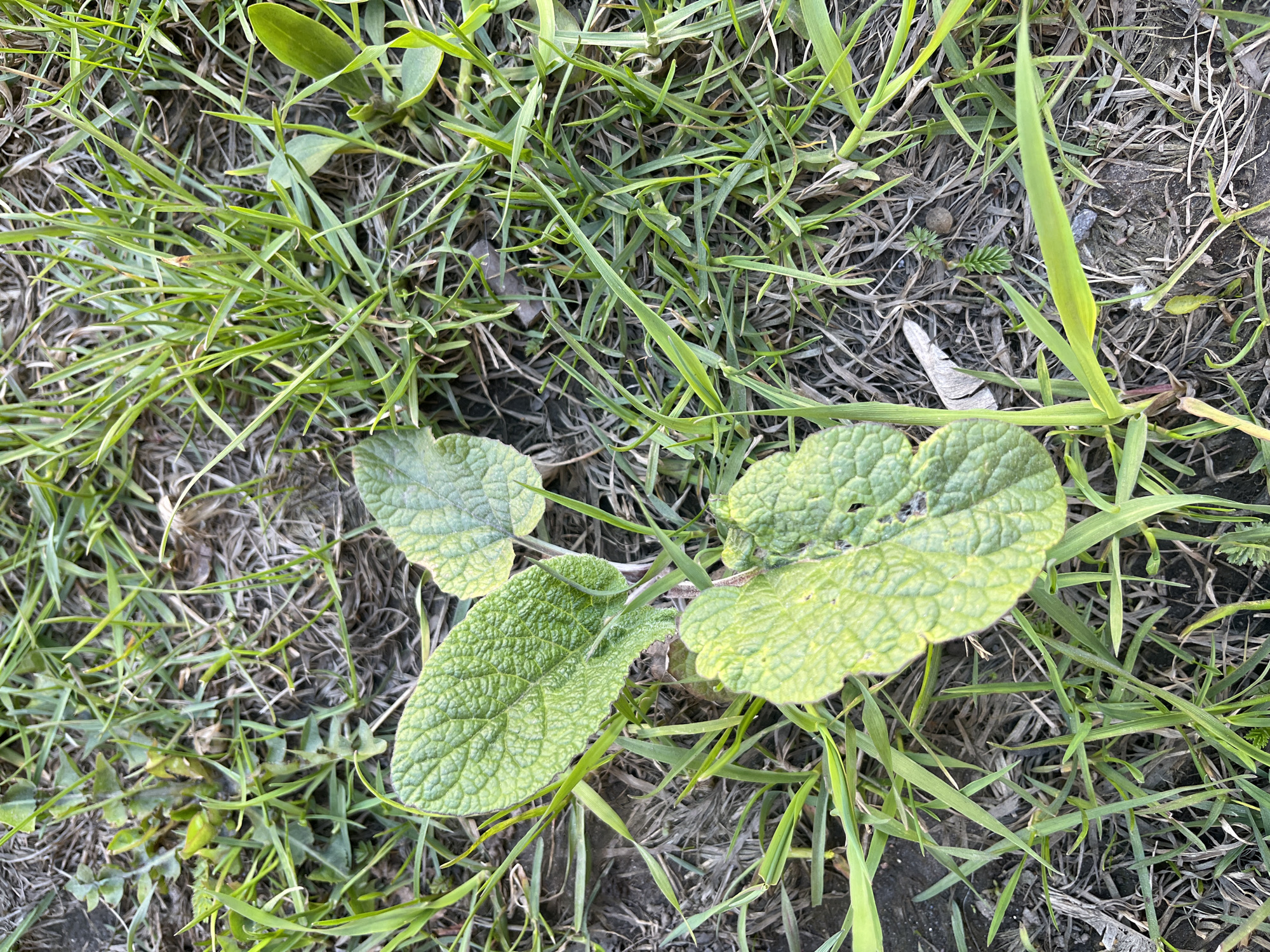 A patch of grass and weeds grows on a ground of mixed soil and dead vegetation in an outdoor setting, location Unknown, Unknown. The green grass intermingles with other small, varied green plants. A plant with three textured, ovate to heart-shaped leaves is centrally located. The background ground is a mix of exposed soil, dry twigs, and dead grass. The scene is evenly lit.