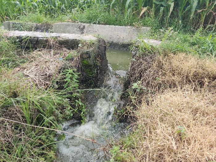 The image depicts an outdoor agricultural scene, likely in Badas, Indonesia, showcasing a small, functional irrigation system. The primary subjects are the flowing water and the surrounding natural vegetation and man-made structures.

In the center, water actively cascades and splashes from an elevated concrete channel or culvert into a lower pool or stream. The water is a greenish-brown color and appears turbulent where it falls, creating white foam and ripples. The channel itself is constructed from rough concrete or stone blocks, showing signs of age with some moss or dark discoloration on its surfaces.

The setting is an agricultural field or rural area. Lush green foliage, including tall grasses and other plants, frames the water feature, particularly on the left and in the background. In contrast, significant portions of the foreground and the right side of the image are covered with dry, golden-brown grasses and straw-like vegetation, suggesting either drought conditions for those plants or simply a different type of flora. In the background, tall, green crops, possibly corn or sorghum, are visible, extending upwards into the frame.

The overall impression is one of a daytime scene with natural light. The weather appears clear or mildly overcast, as there are no strong shadows, indicating mid-morning or afternoon. No people or visible text are present in the image. The scene emphasizes the practical aspect of water management in an agricultural environment.