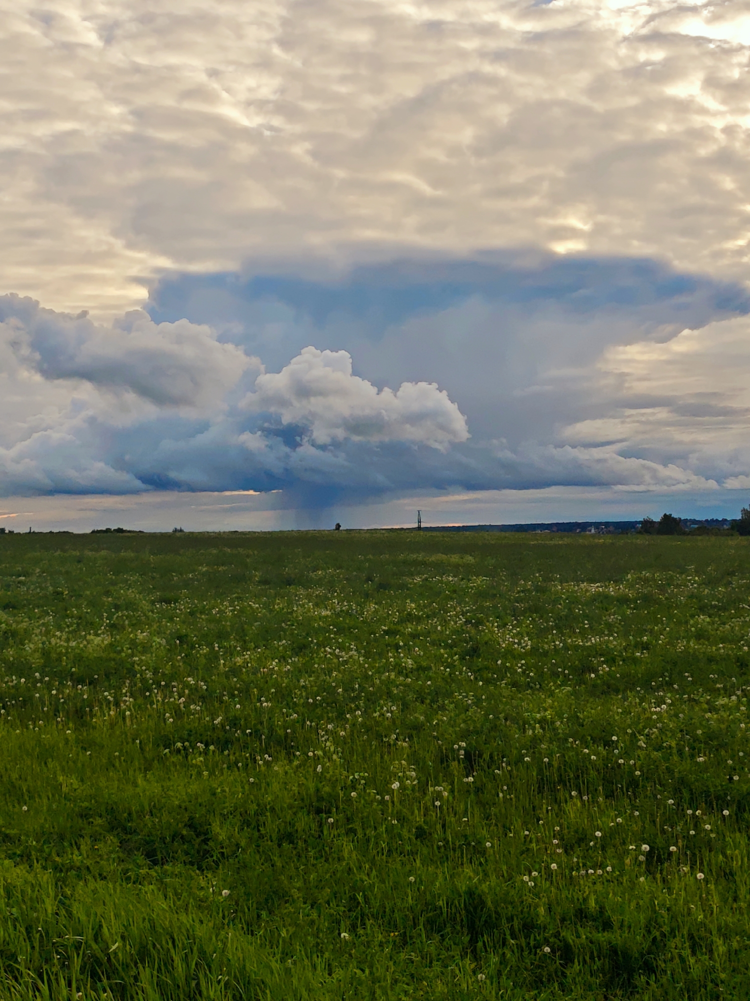 The image depicts a grassy field filled with dandelions under a cloudy sky. In the distance, a transmission tower can be seen on the horizon. It is located in the city of Курово, Russia. The sky is dominated by cumulus clouds. Patches of blue sky are visible. In the distance, what appears to be rain falls from a low-hanging cloud. The field is overgrown, with long blades of grass. Dandelion seed heads are spread throughout the field.