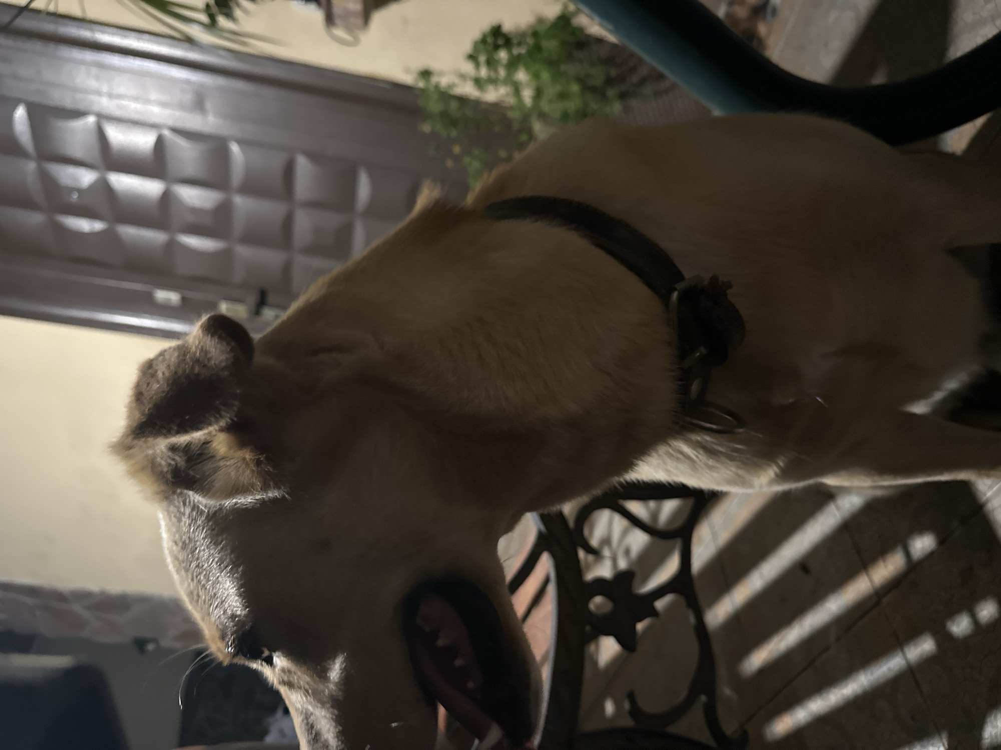 The image shows a medium-sized, light-colored dog with its mouth open, appearing to pant or breathe heavily. The dog is wearing a dark collar with a buckle. It is positioned outdoors, with a textured, dark-colored door in the background, and some greenery to the right. The foreground features a wooden surface with strong linear shadows, possibly from a fence or blinds. The lighting suggests it is either early morning or late evening. There is no visible indication of the city of Sochi, Russia, nor any other specific geographic location.