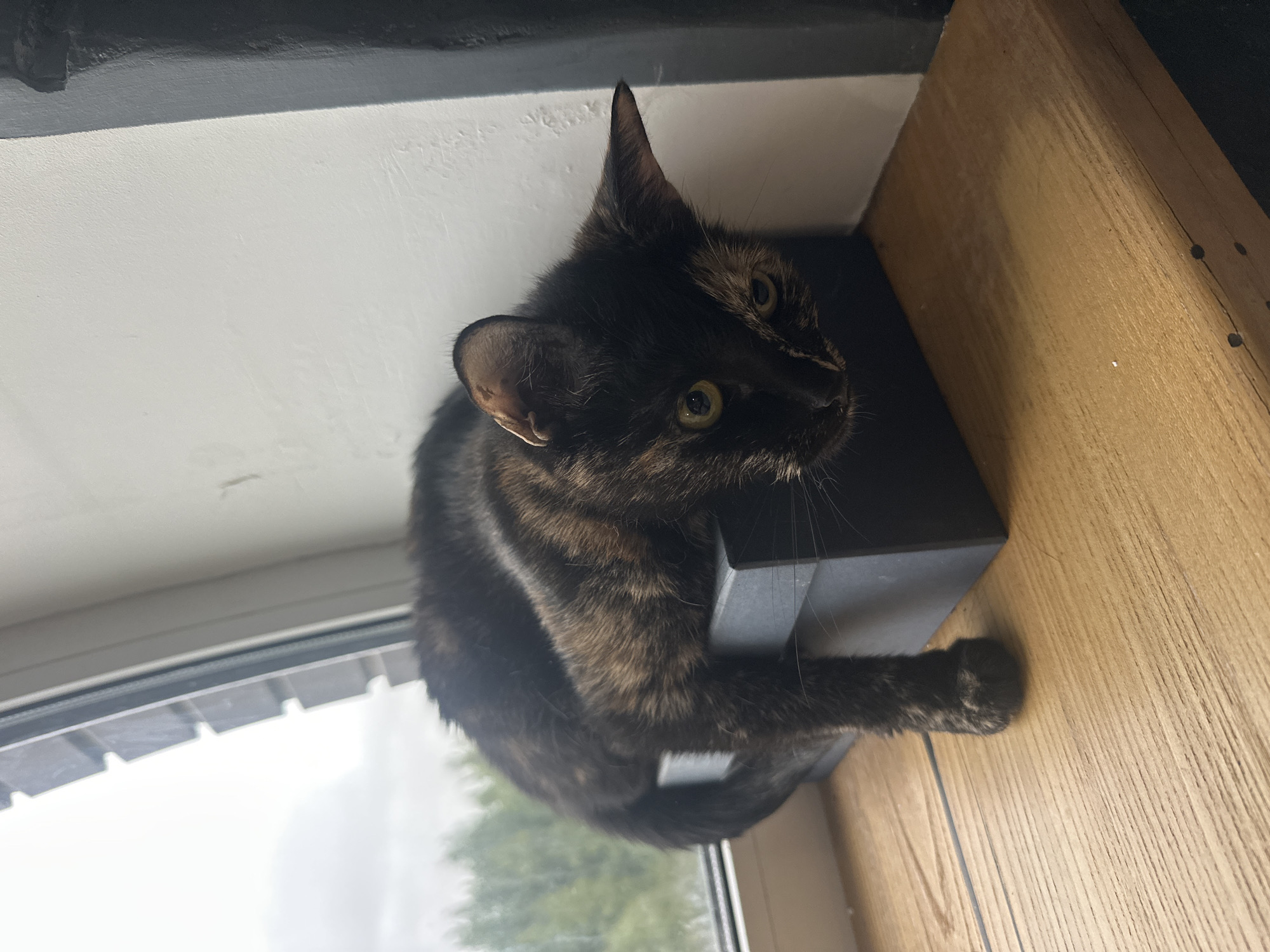 A tortoiseshell cat is resting on a dark grey box placed on a wooden windowsill. The cat is curled up with its head resting on the edge of the box and its left foreleg draped over the side. The background shows a window with a view of trees and a cloudy sky. To the right of the cat and box, there is a white wall and a dark vertical structure, possibly a doorframe or column. The lighting suggests it is daytime, with diffused light coming from the window. The scene is indoors, with the windowsill forming a ledge. There are no people or other animals visible in the image. The location of Virki, Russia is not discernible from the visual information provided in the image.