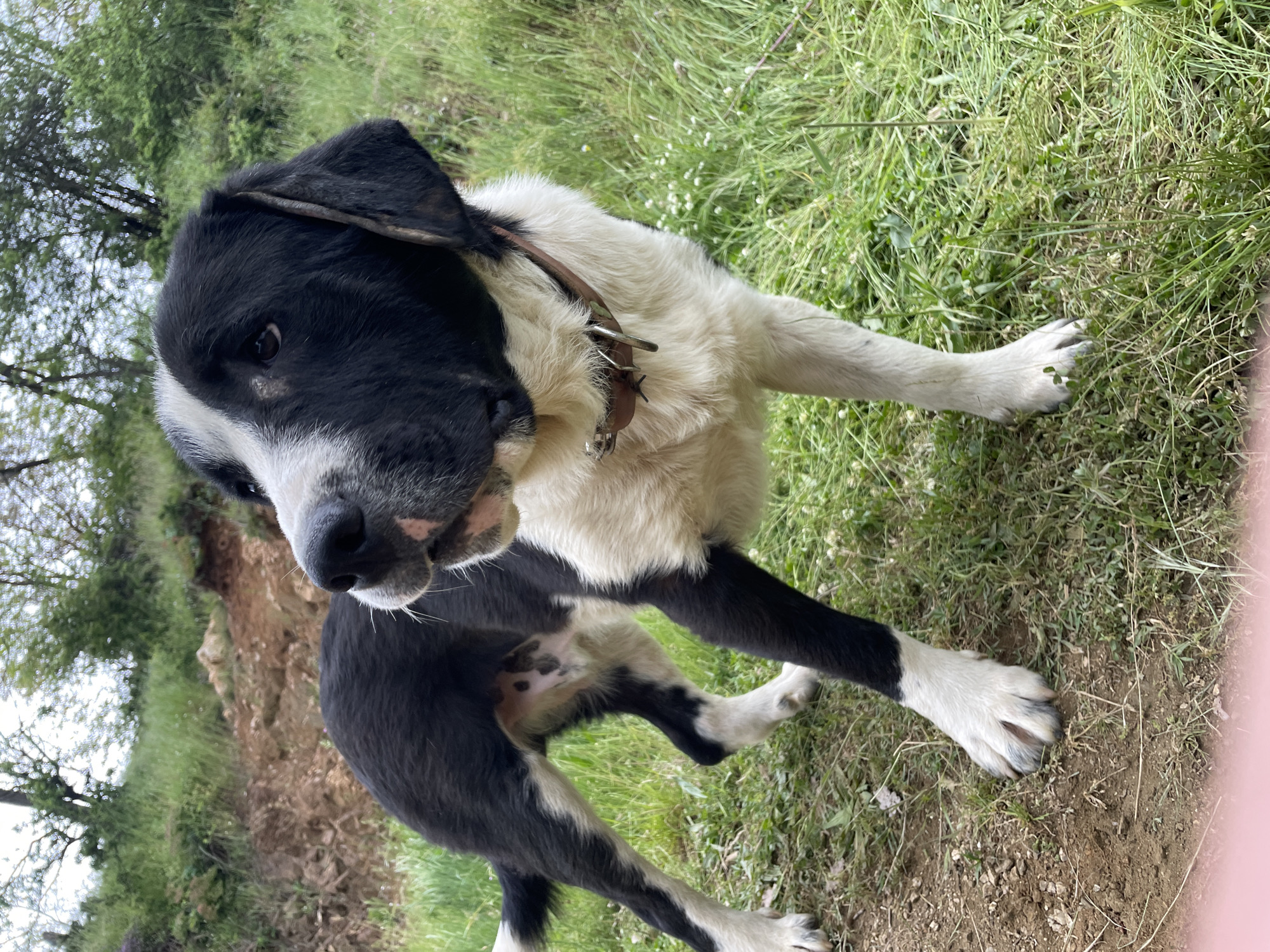 The image shows a medium-sized dog with black and white fur standing on grass and dirt. The dog is wearing a brown collar and is looking at the camera. The background includes green grass, dirt, trees, and a hillside. The photograph was taken in an outdoor, grassy area near Zlatograd, Bulgaria.