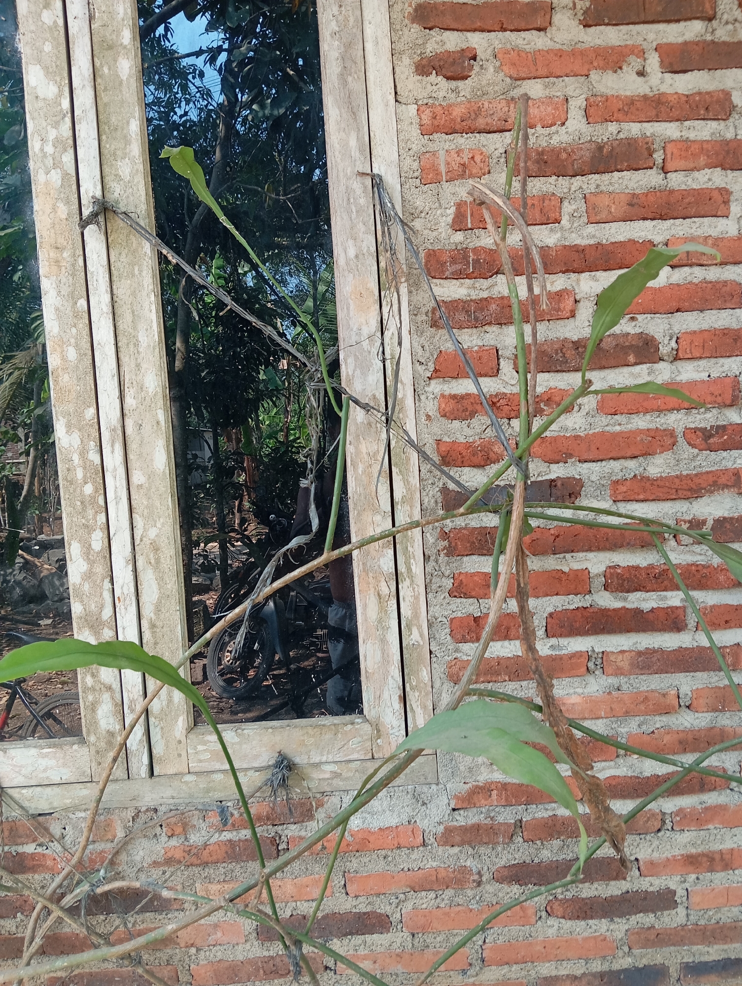 The image shows a close-up of a brick wall with a wooden window frame. A green plant with long leaves is growing in front of the wall and window, its vines extending across the frame and wall. Through the window, a blurry view of trees and foliage is visible, along with the dark shapes of a motorcycle and possibly a bicycle. The scene appears to be an outdoor setting, likely in a residential area, consistent with a location in Kedungbenda, Indonesia. The lighting suggests it is daytime.