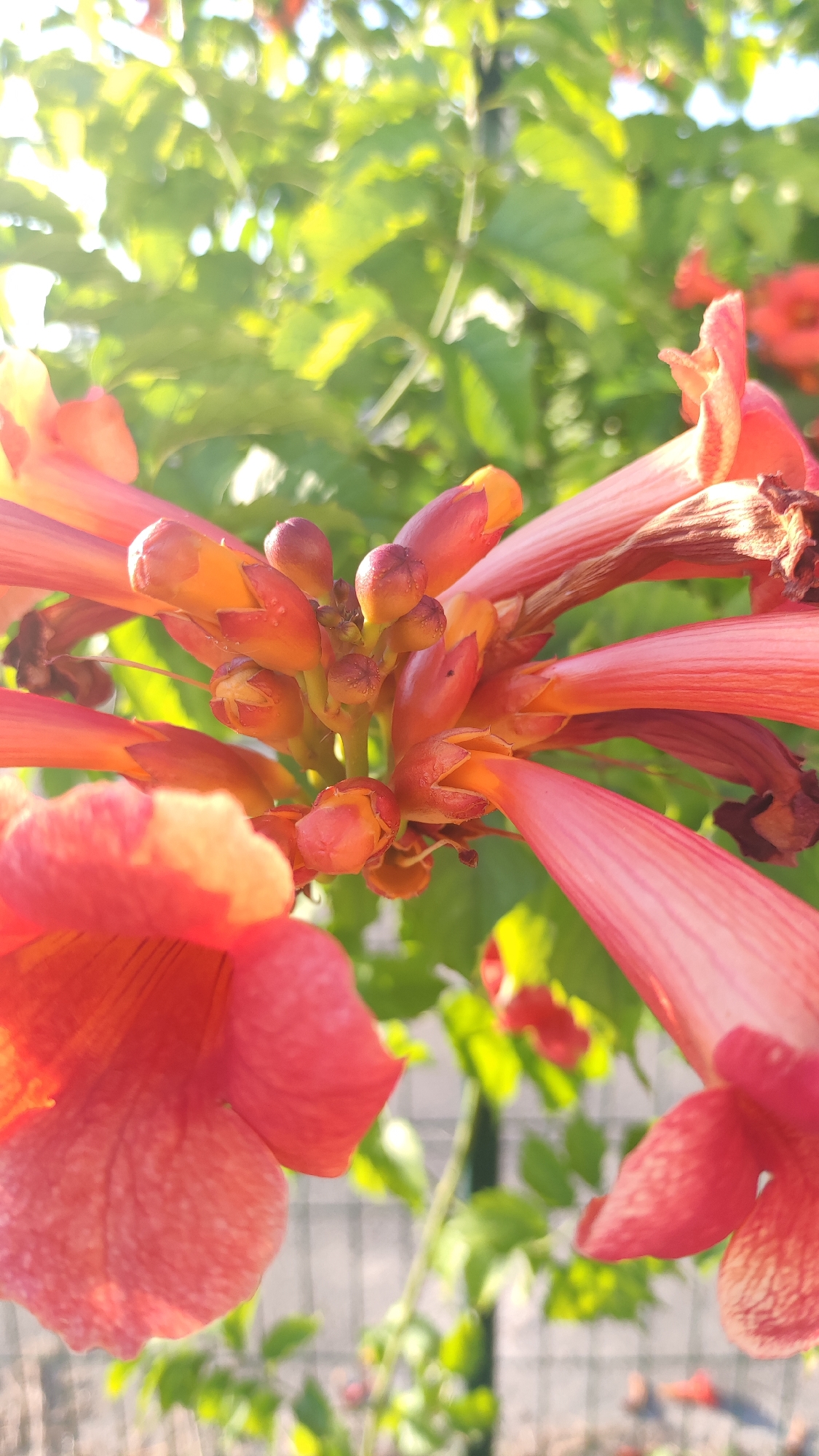 This is a close-up, outdoor photograph of trumpet-shaped, coral-colored flowers with buds. The flowers are in various stages of bloom, with some fully open and others still tightly furled. They are clustered together, with multiple blossoms extending from a central point. The petals are long and tubular, tapering to a flared opening. Some of the buds are a vibrant orange, while the open flowers are a softer coral hue, with visible veins on the petals.
The background is softly blurred, dominated by lush green foliage, suggesting a garden setting. Sunlight filters through the leaves, creating bright highlights and a warm, dappled effect. A grey, chain-link fence is visible in the background, further indicating an outdoor, possibly residential, location. The lighting suggests it is daytime, likely late afternoon or early morning given the warm tones. There is no text visible in the image. The focus is entirely on the natural beauty of the flowers, evoking a sense of warmth and vitality.