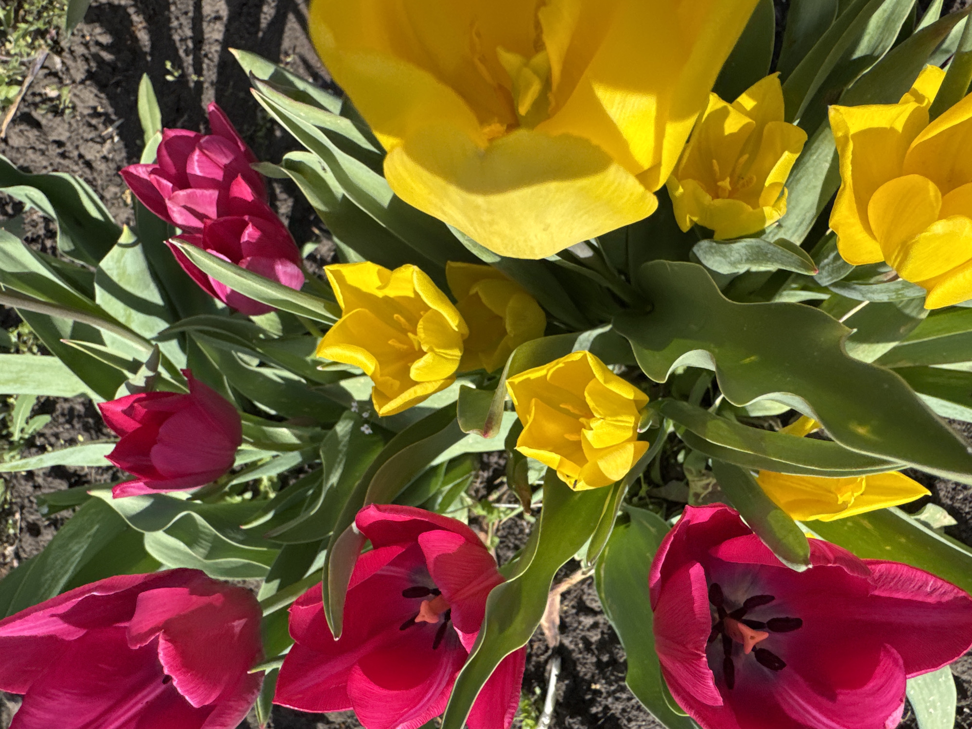 A high-angle shot captures a cluster of tulips in full bloom. Dominating the scene are yellow tulips, some fully open, others still budding. Interspersed are red tulips, some in full bloom, revealing dark centers. Green leaves surround the flowers, creating a lush, natural composition. The flowers appear to be growing outdoors in soil. The exact location within Kryvyi Rih, Ukraine, is not identifiable from the image. No people are visible. The environment suggests a garden or cultivated area.