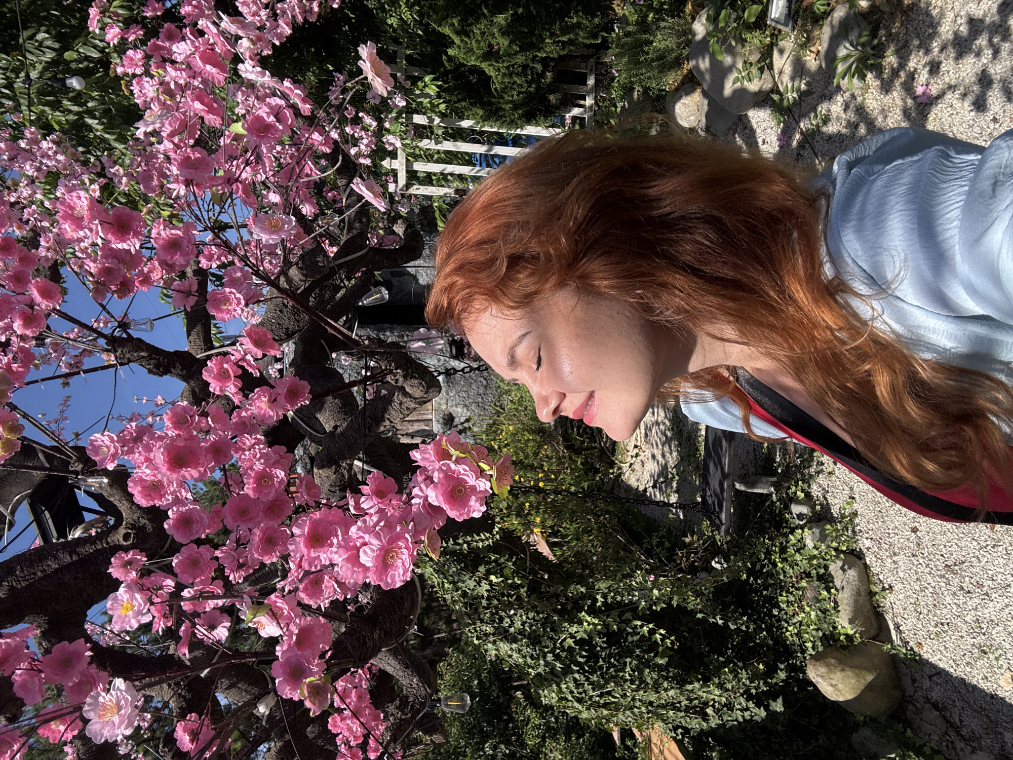 A medium shot captures a young woman with auburn hair and fair skin looking upwards with her eyes closed, bathed in sunlight. She is wearing a light blue blouse with puffed sleeves. Behind her, a large tree with dark bark is covered in vibrant pink blossoms. The background shows a lush green garden with various plants, ivy climbing a stone wall, and a white picket fence. The ground is covered in gravel. The overall setting appears to be a serene outdoor space. The scene is consistent with many garden cafes or residential areas in Da Lat, Vietnam, known for its floral landscapes and springtime blooms.