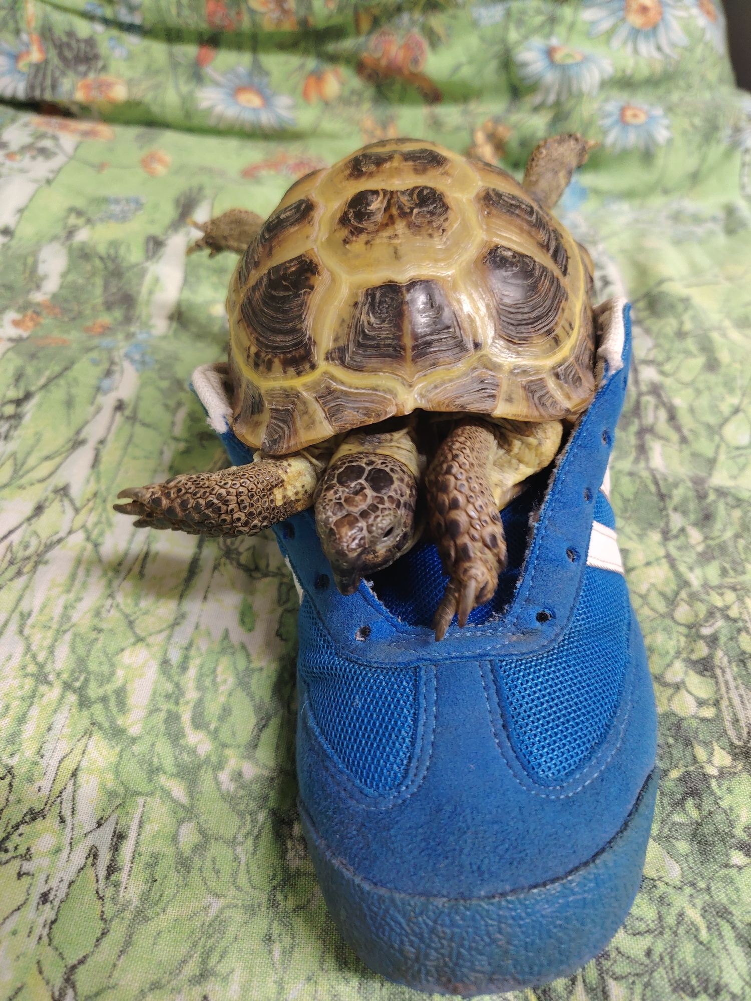 A tortoise is inside a blue shoe on a bed. The bedspread has a light green background with a white floral pattern, including daisies. The shoe is blue suede with white stripes on the side. The tortoise's shell is patterned with tan and dark brown markings. Its head is visible, as are its forelegs, emerging from the shoe. The location of Chaikovsky, Russia is not evident from the visual information in the image.