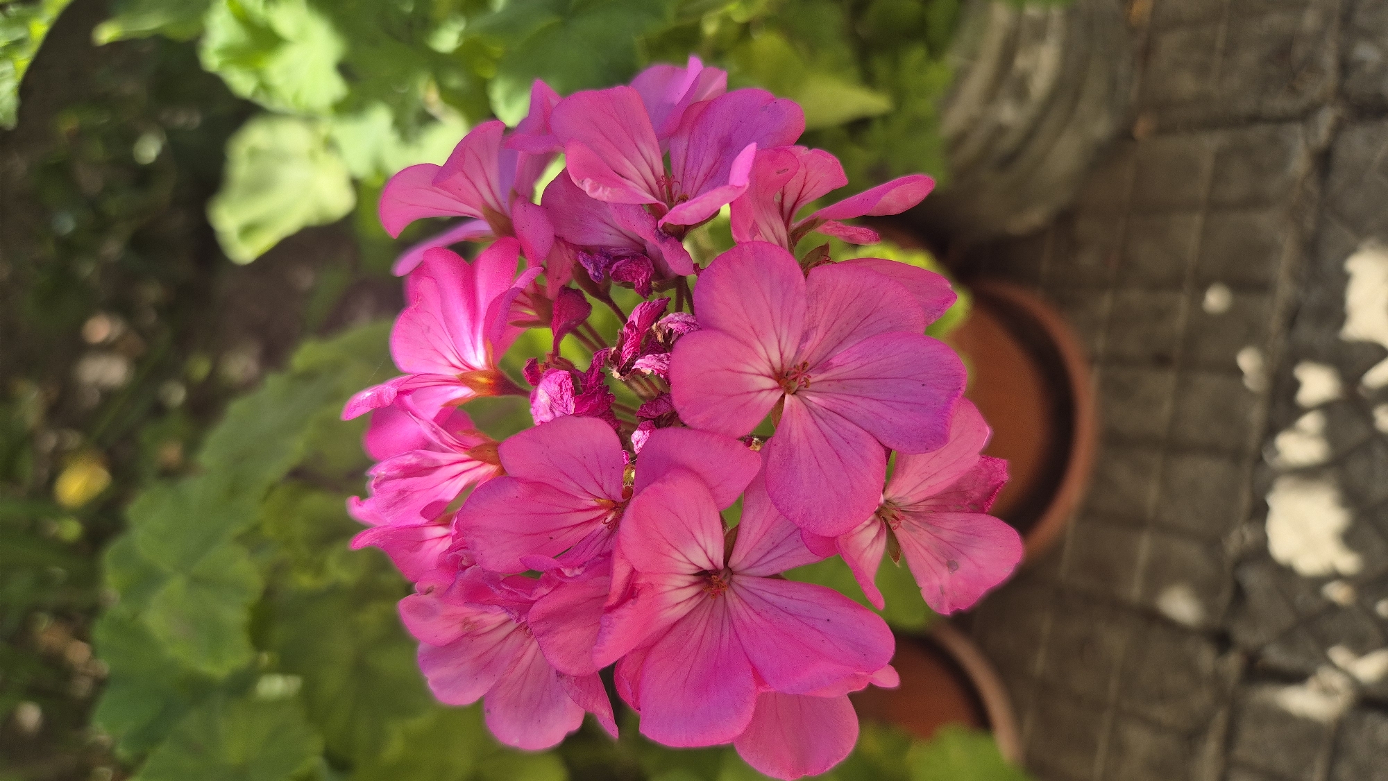 A close-up, outdoor, eye-level shot features a cluster of vibrant pink geranium flowers in full bloom. The flowers are arranged in a rounded shape, with individual petals exhibiting delicate veins and a soft, velvety texture. Some of the petals are slightly curled, adding depth and dimension to the arrangement. In the background, out-of-focus green foliage creates a soft, natural backdrop, suggesting a garden setting. The flowers are potted in a terracotta pot, visible at the bottom center of the frame. The pot sits on a paved surface composed of irregular, grey stones, with areas of shadow and light playing across the ground. The scene is illuminated by natural sunlight, casting subtle shadows and highlighting the rich color of the flowers. The image captures the beauty and delicate nature of the geraniums. The specific location in Butovo, Bulgaria cannot be determined from the provided image.