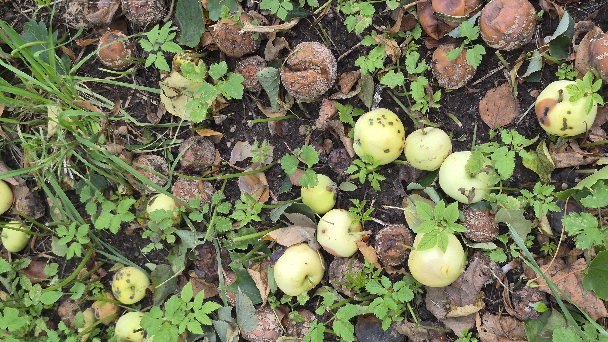 In Krauja, Latvia, on the ground, a collection of fallen apples is scattered amidst green foliage and fallen leaves. Some apples are intact and appear ripe, with a light yellow skin, some showing brown spots. Others are partially or completely decayed, exhibiting wrinkled, brownish-red surfaces. The ground is a mix of dark soil, dry brown leaves, and patches of green grass and other low-lying plants. The overall scene suggests an outdoor environment, possibly an orchard or garden area in autumn. No people are present in the image.
