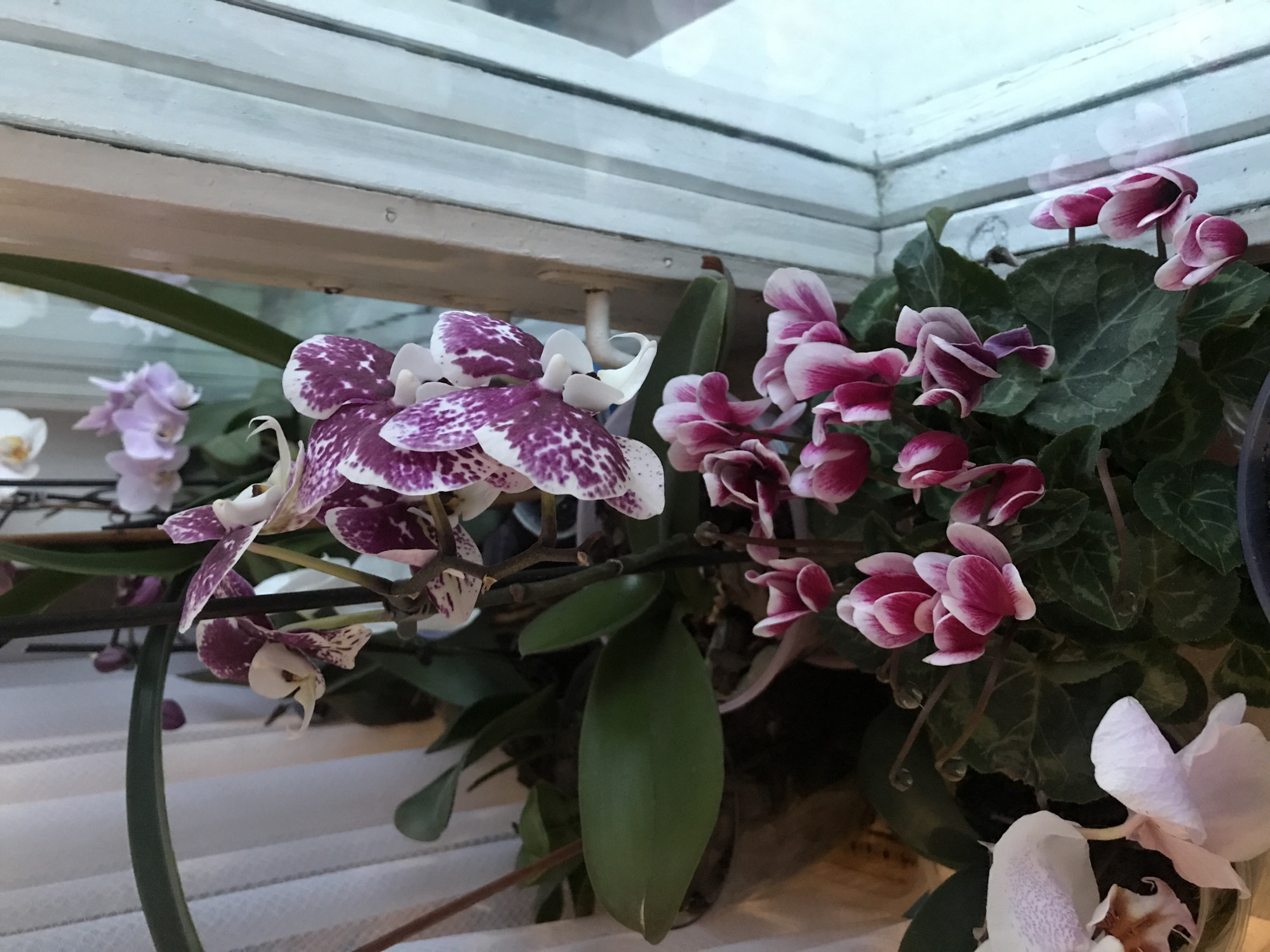 The image shows a cluster of flowers in front of a window. The flowers are a mix of orchids and cyclamens, with colors ranging from white to purple and dark pink. The orchid petals have dark purple speckles. The cyclamens are mostly pink with white edging. The leaves of the cyclamens are dark green. The background consists of the white window frame and a blurred view visible through the glass. The location (Ternopil, Ukraine) is not evident from the image.