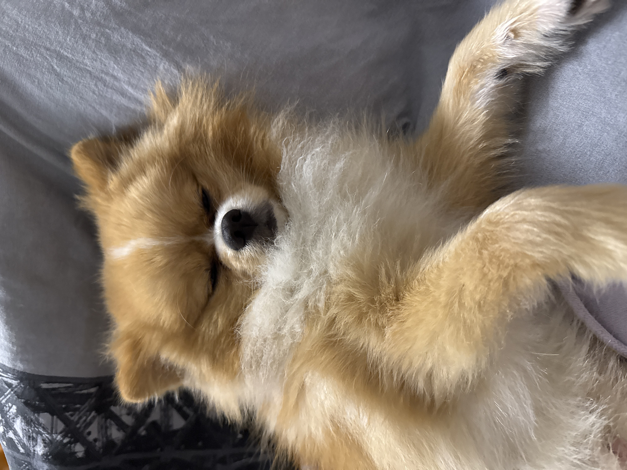 The media file displays a small, fluffy dog, possibly a Pomeranian or a similar breed, comfortably resting on its back. The dog's fur is a mixture of reddish-blonde and white, with lighter, fluffier fur covering its belly and chest. Its eyes are closed, suggesting it is either asleep or in a very relaxed state, with its black nose clearly visible. One of its front paws is gently raised and visible towards the upper right of the frame, while its body is stretched out on a light gray, wrinkled fabric, likely a bedsheet or blanket.
The setting appears to be indoors, possibly on a bed or sofa, with soft, even lighting that does not indicate a specific time of day but contributes to a peaceful atmosphere. A dark fabric with a subtle, abstract or geometric pattern can be seen partially in the bottom left corner of the main image. The overall impression is one of tranquility and comfort. There is no visible text in the image. While the location context of Pazardzhik, Bulgaria, is provided, no visual cues within the image itself confirm this.